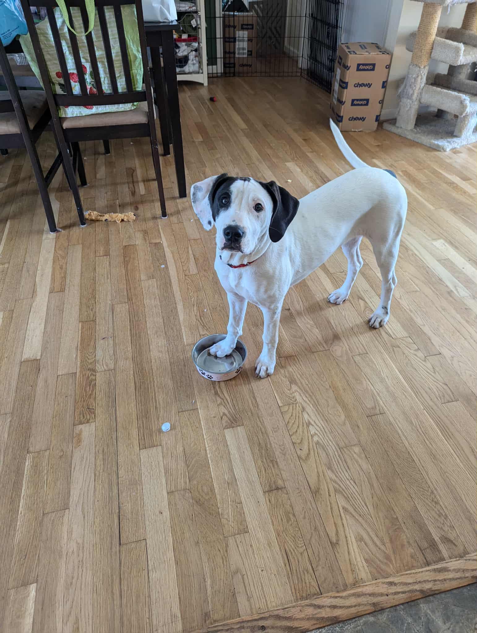 Enlarge Willow, a Adoptable mixed breed in Richmond, VA image 2/6