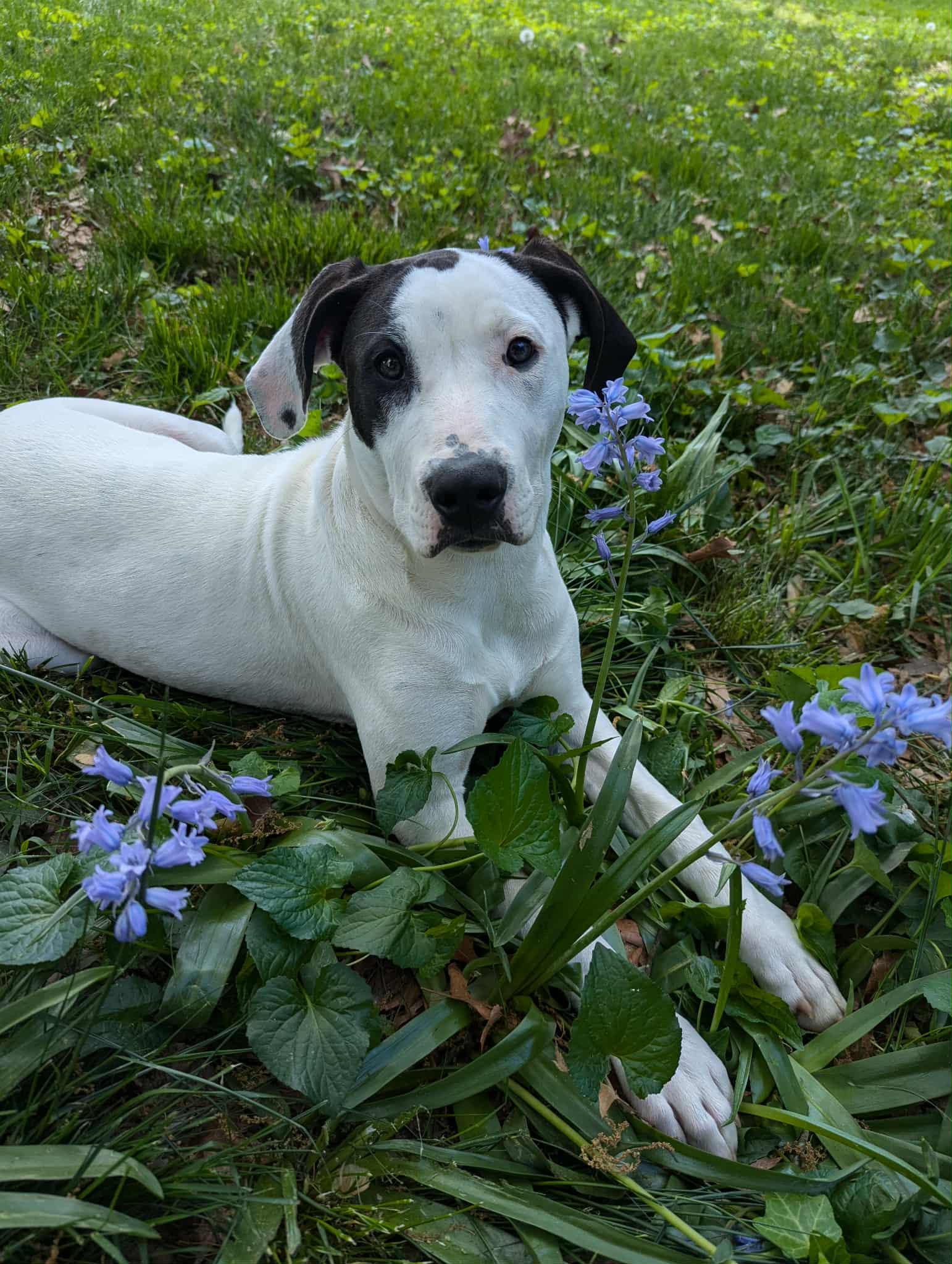 Enlarge Willow, a Adoptable mixed breed in Richmond, VA image 1/6