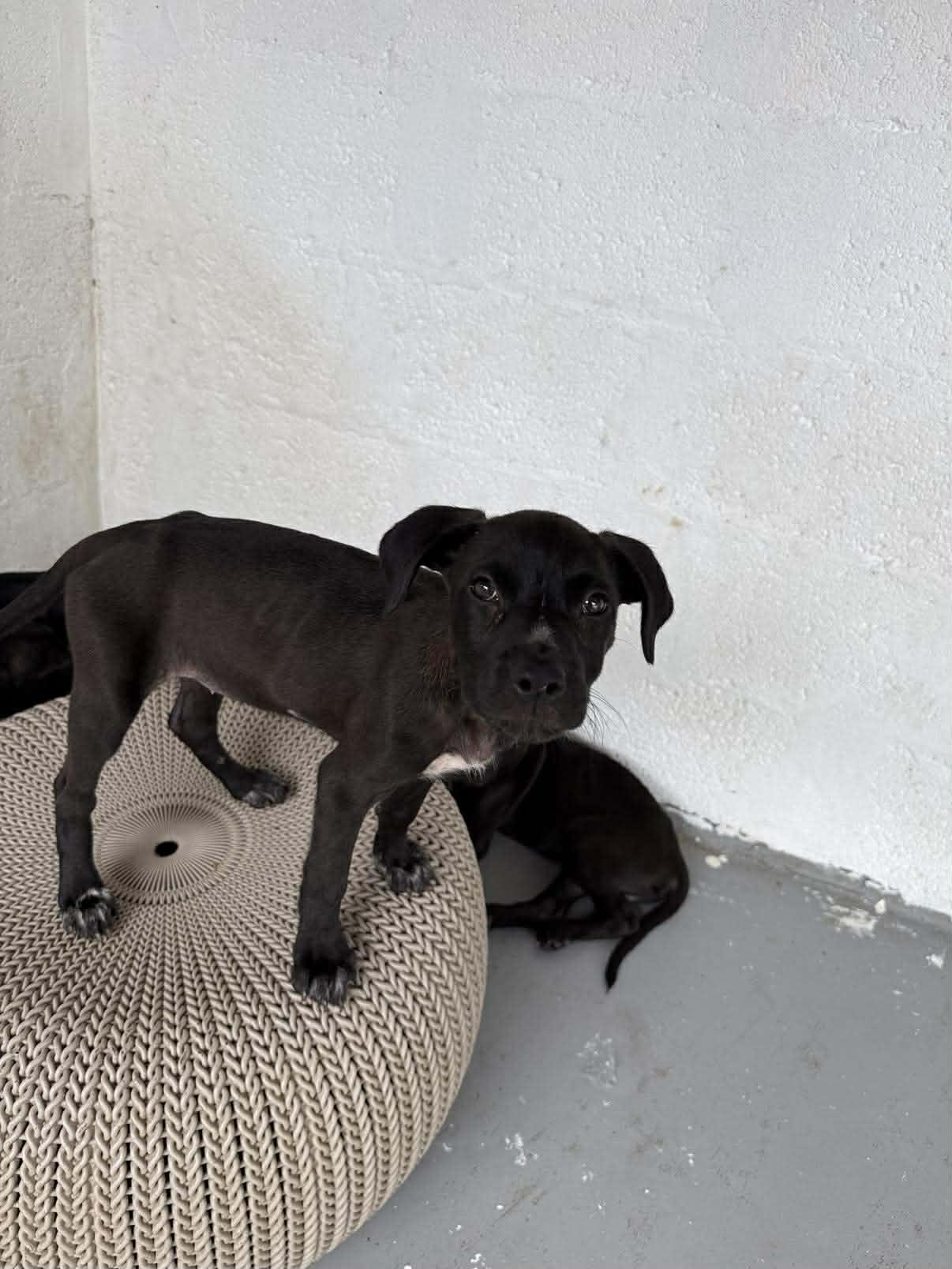 Enlarge Moku, a ADOPTABLE mixed breed in ISABELA, PR image 5/5