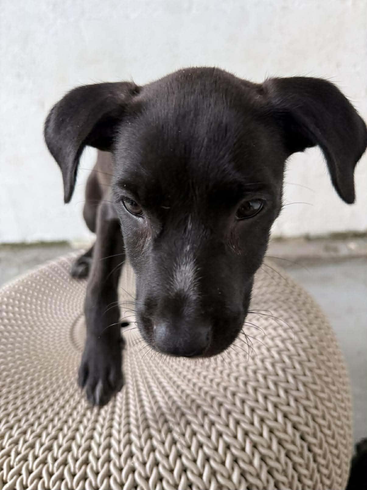 Enlarge Moku, a ADOPTABLE mixed breed in ISABELA, PR image 4/5