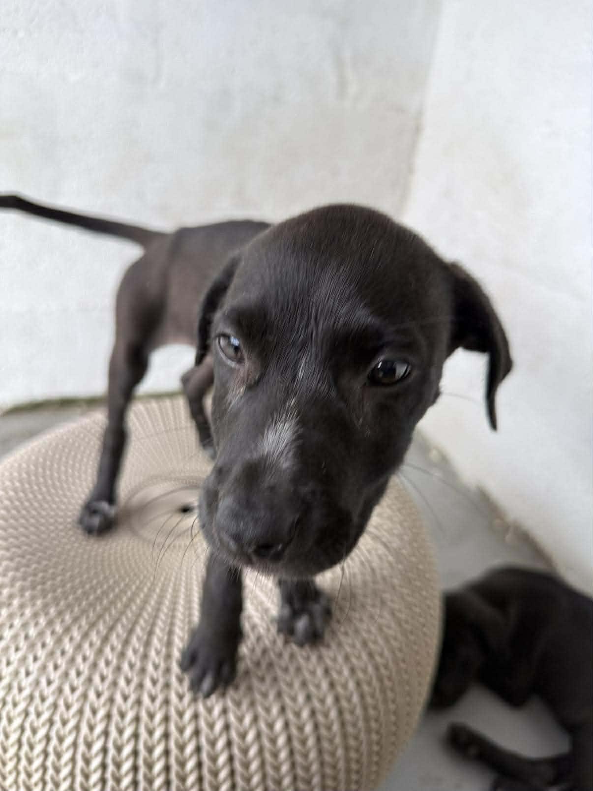 Enlarge Moku, a ADOPTABLE mixed breed in ISABELA, PR image 3/5
