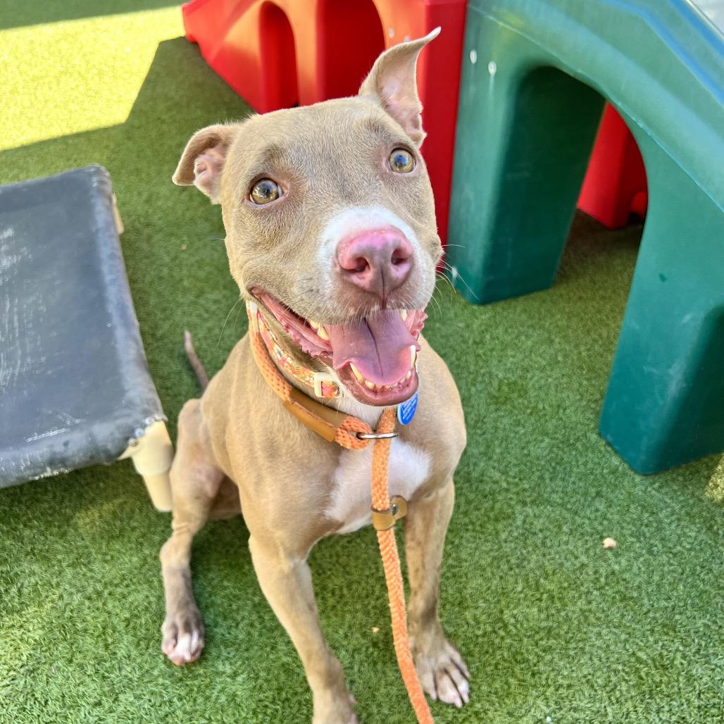 Enlarge Nolla, a Adoptable mixed breed in Apache Junction, AZ image 1/6