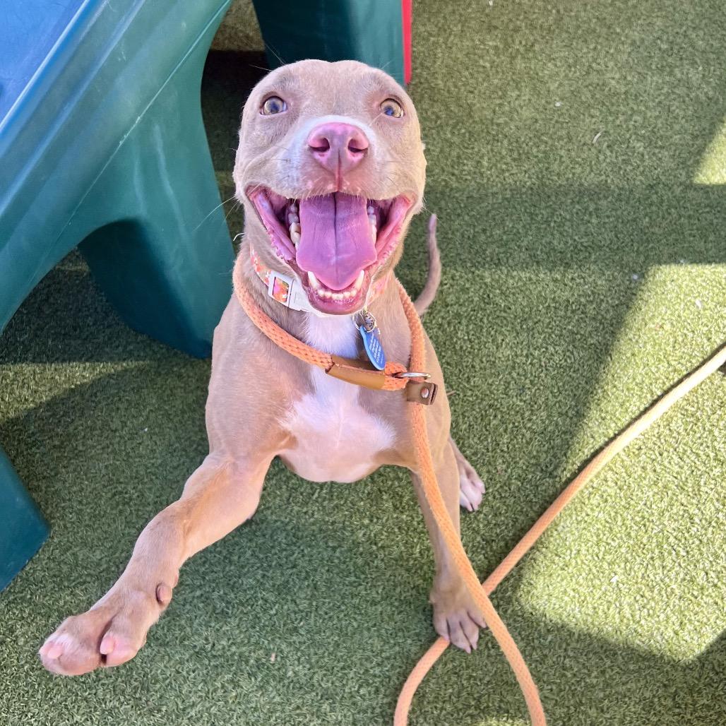 Enlarge Nolla, a Adoptable mixed breed in Apache Junction, AZ image 2/6