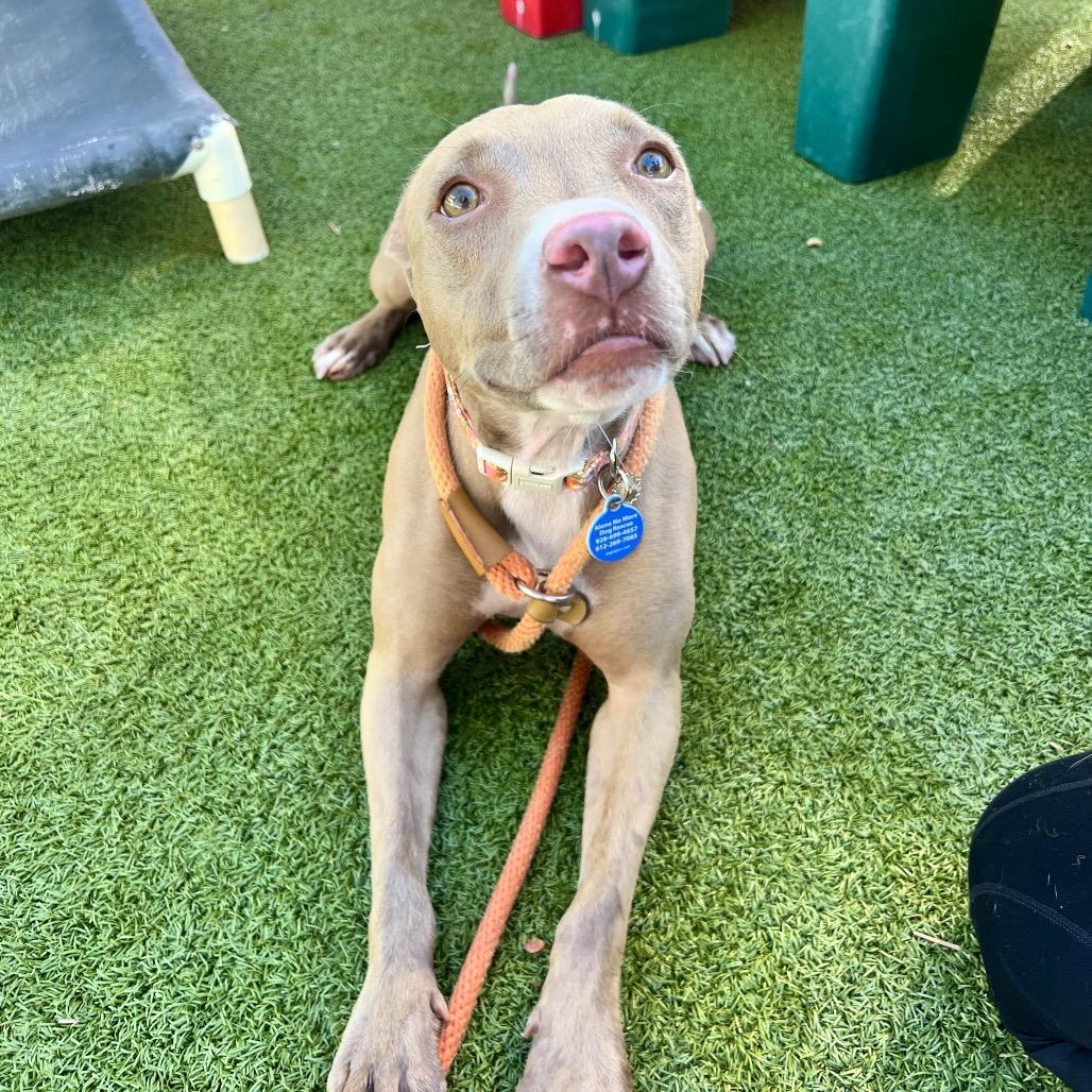 Enlarge Nolla, a Adoptable mixed breed in Apache Junction, AZ image 3/6