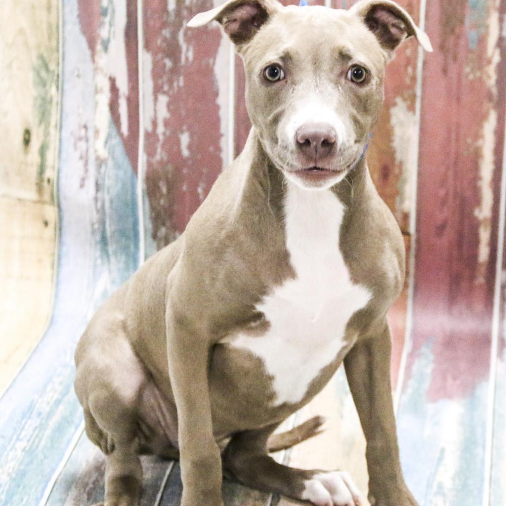 Enlarge Nolla, a Adoptable mixed breed in Apache Junction, AZ image 4/6