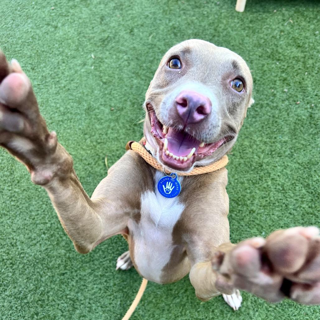 Enlarge Nolla, a Adoptable mixed breed in Apache Junction, AZ image 5/6