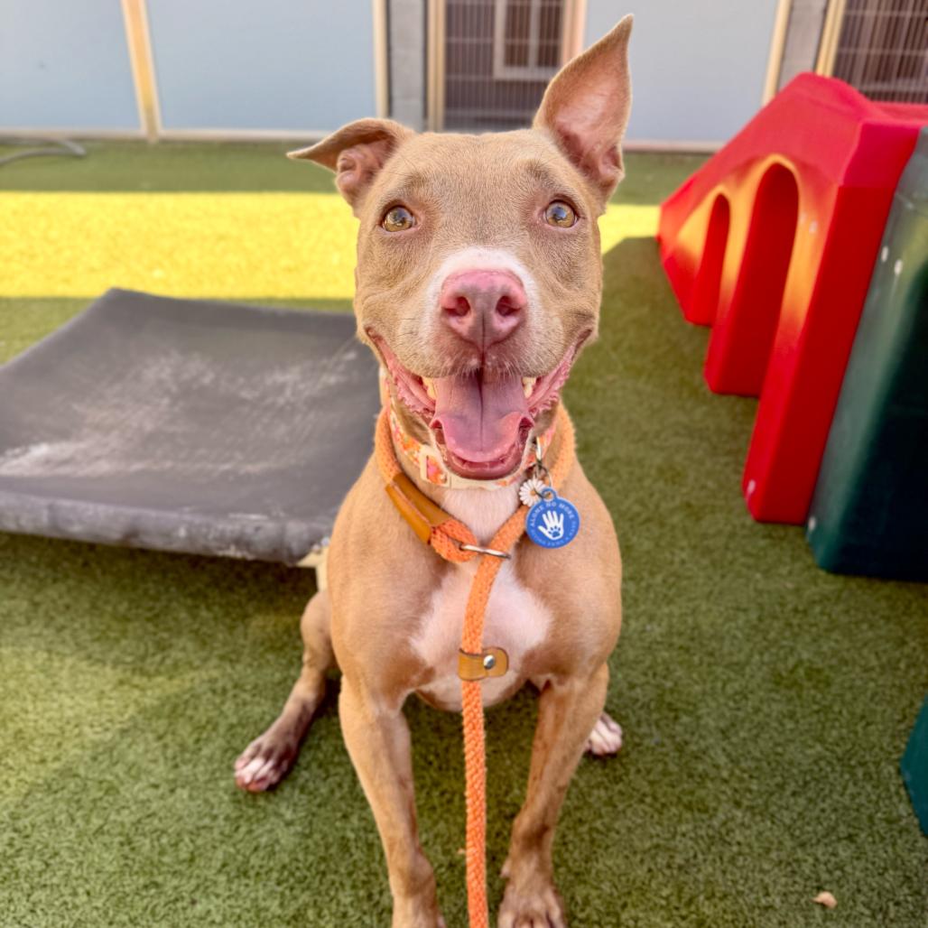 Enlarge Nolla, a Adoptable mixed breed in Apache Junction, AZ image 6/6