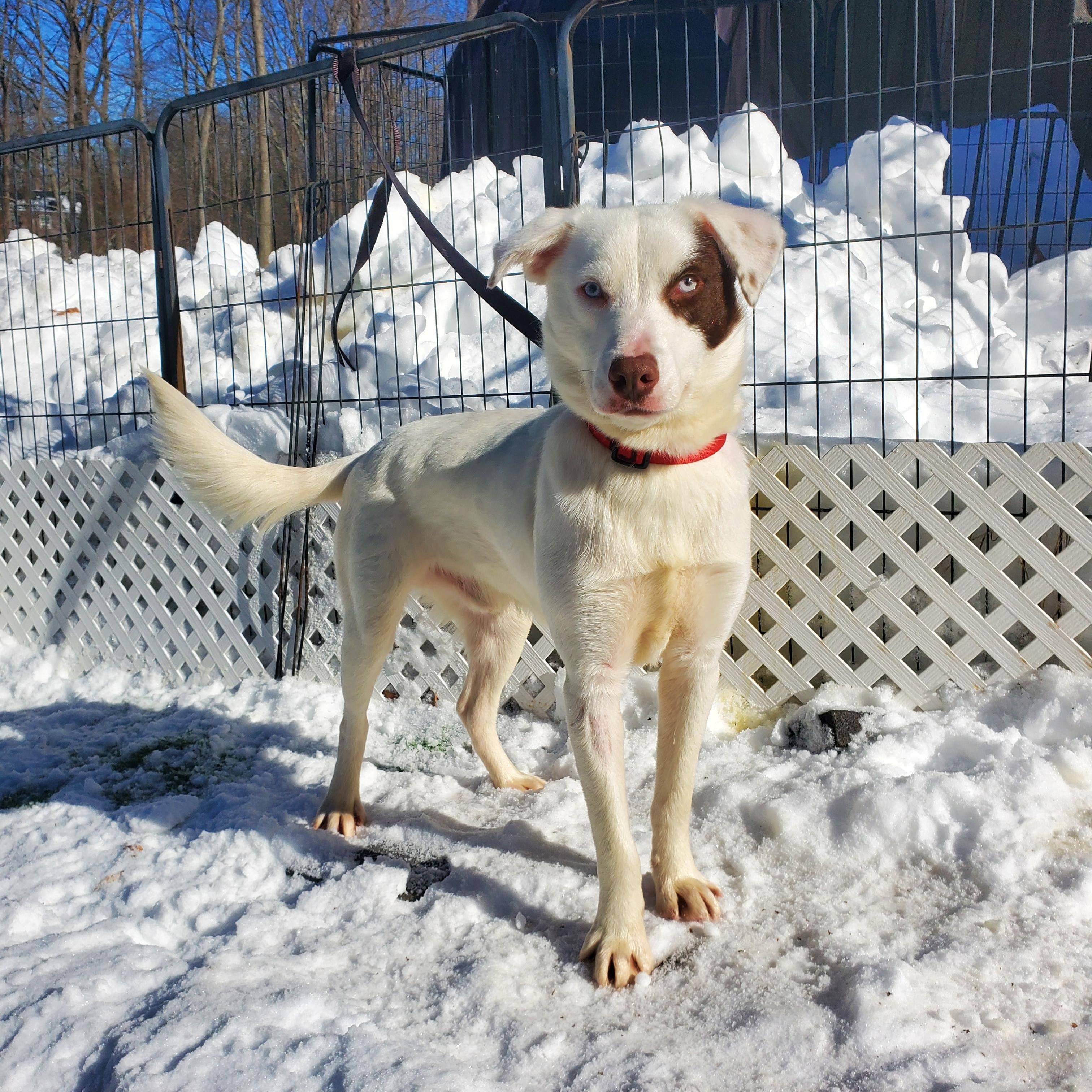 Enlarge Chance Blue Eyes , an adopted mixed breed in Blairstown, NJ image 5/5