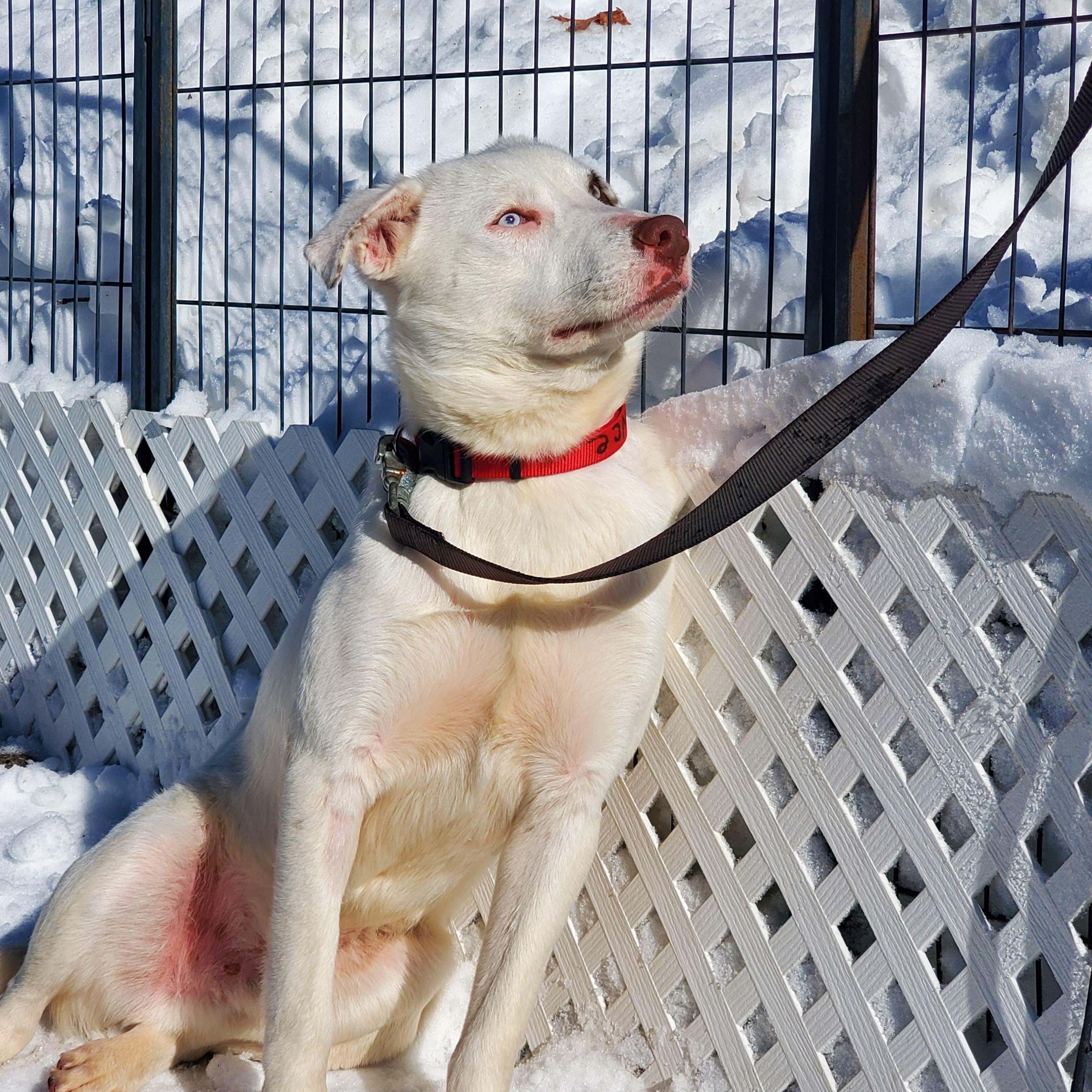 Enlarge Chance Blue Eyes , an adopted mixed breed in Blairstown, NJ image 4/5