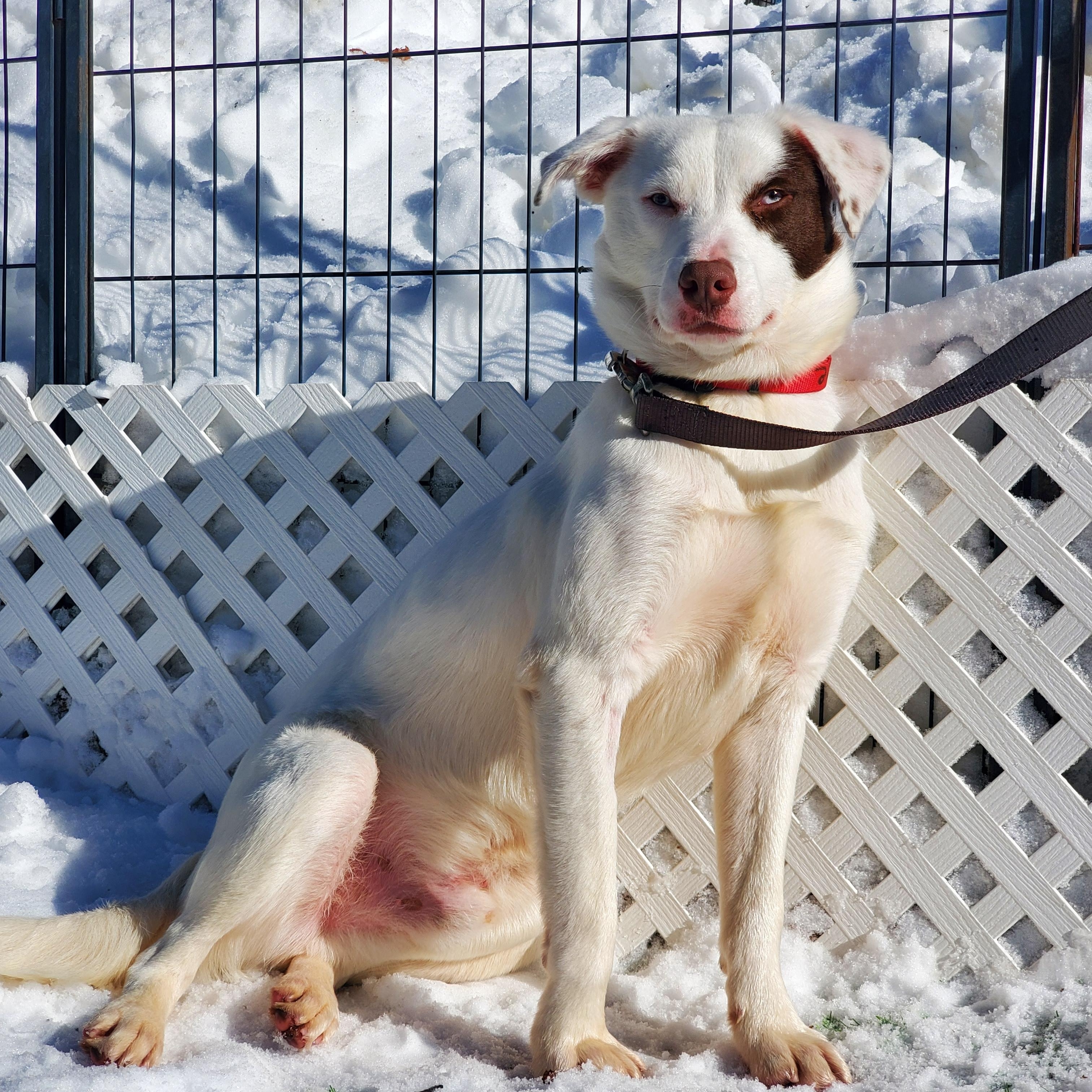 Enlarge Chance Blue Eyes , an adopted mixed breed in Blairstown, NJ image 3/5
