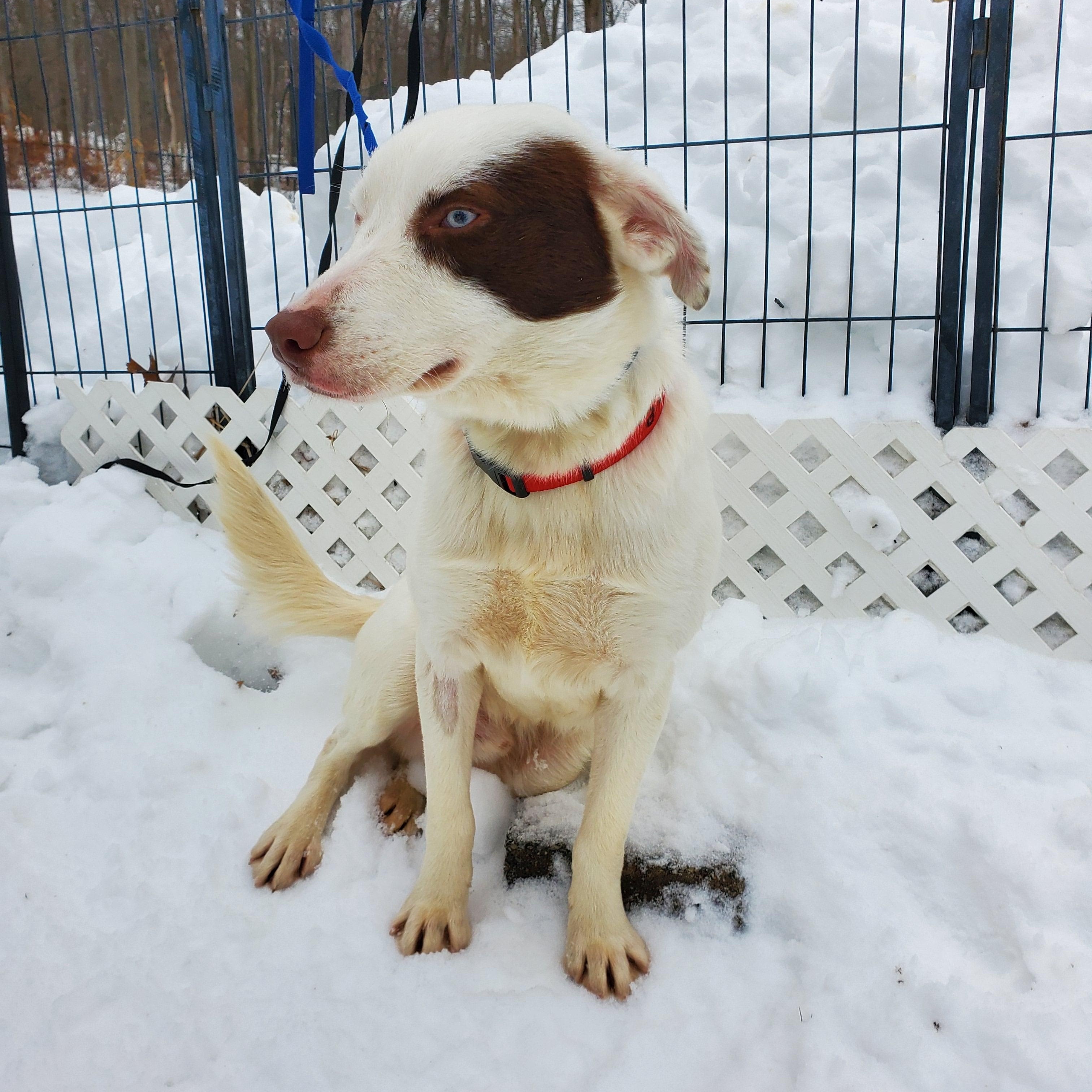 Enlarge Chance Blue Eyes , an adopted mixed breed in Blairstown, NJ image 1/5