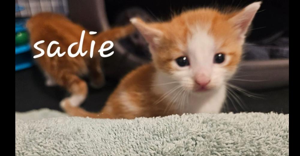 Sadie, a Adoptable Domestic Short Hair in Chalfont, PA image 2/3
