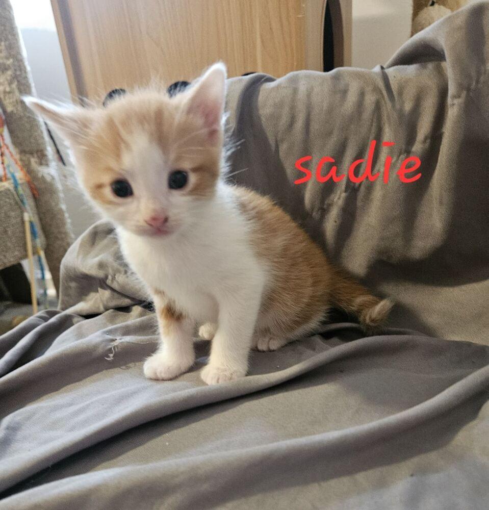 Sadie, Adoptable, Kitten Female Domestic Short Hair.