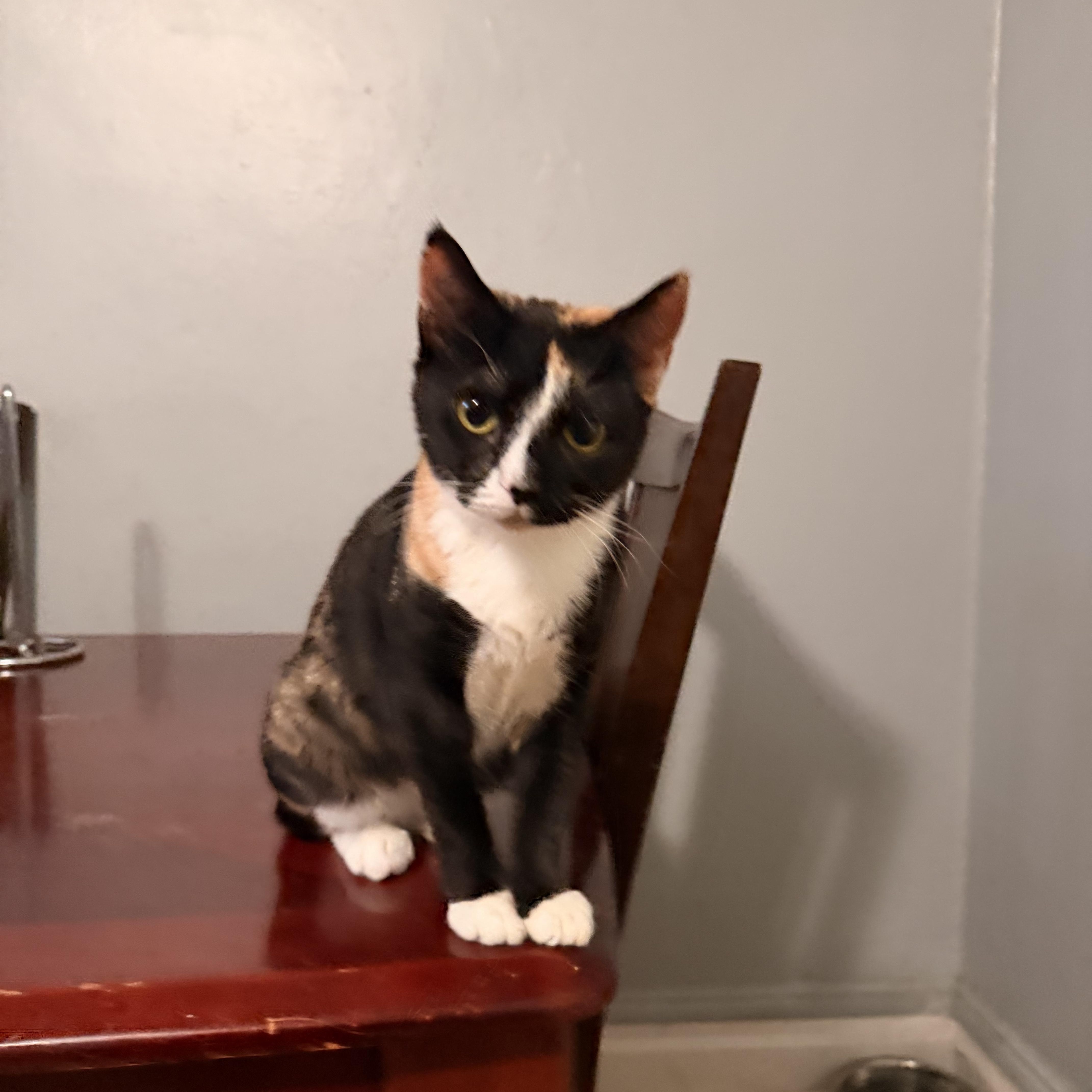 Misha, a Adoptable Domestic Short Hair in New York, NY image 2/4