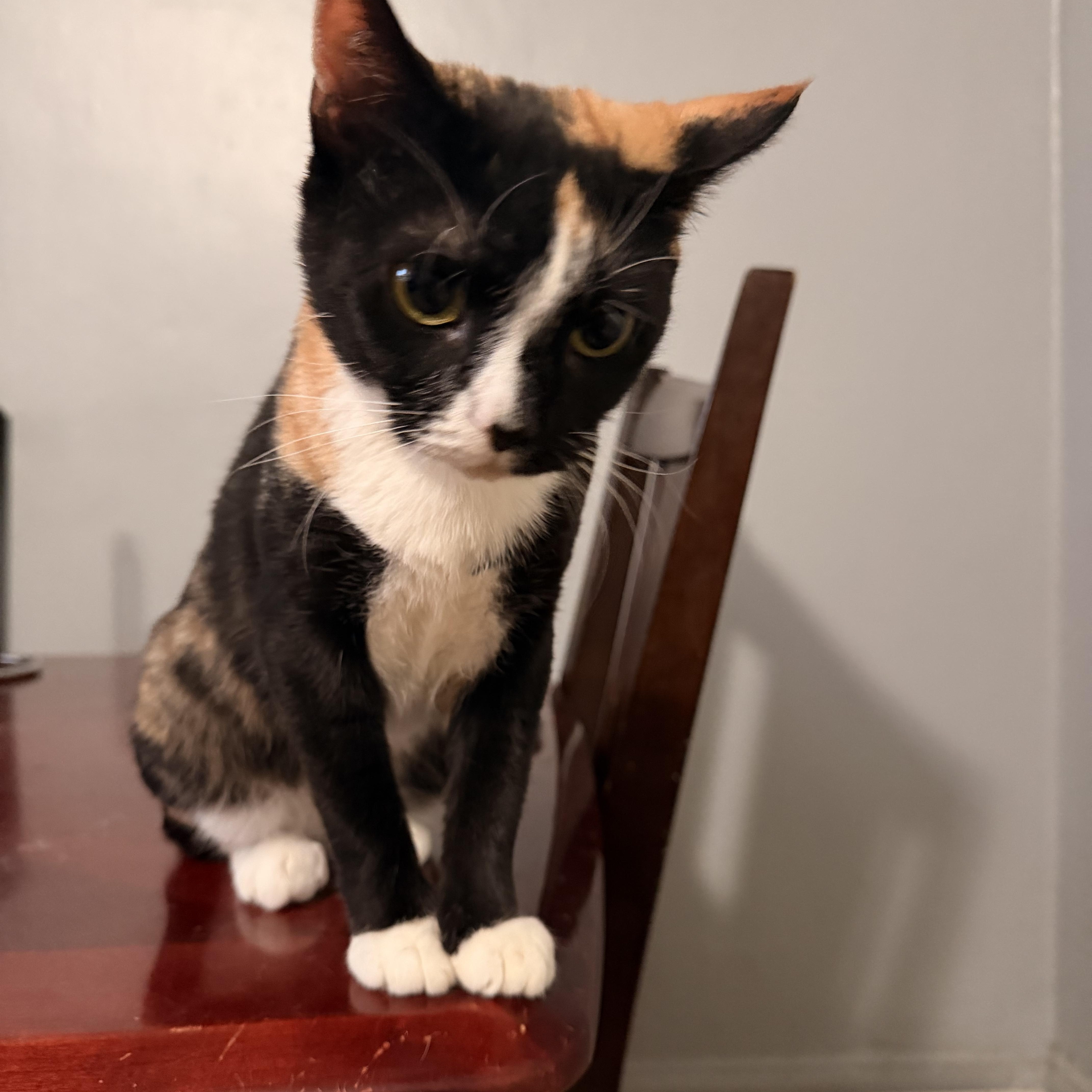 Misha, a Adoptable Domestic Short Hair in New York, NY image 1/4