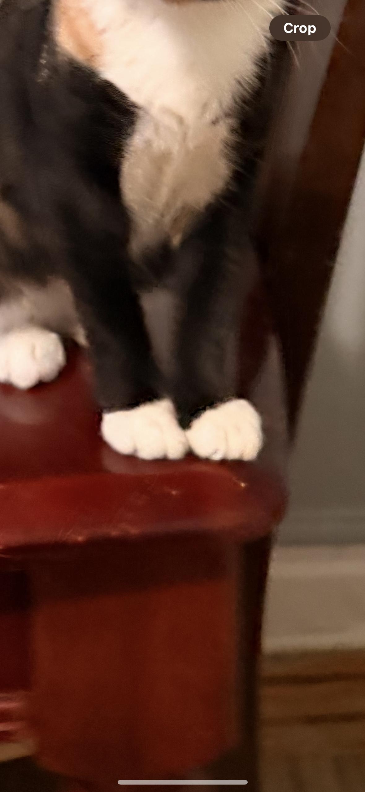 Misha, a Adoptable Domestic Short Hair in New York, NY image 4/4