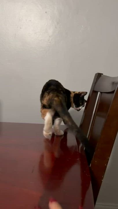 Enlarge Misha, a Adoptable Domestic Short Hair in New York, NY video 3/4