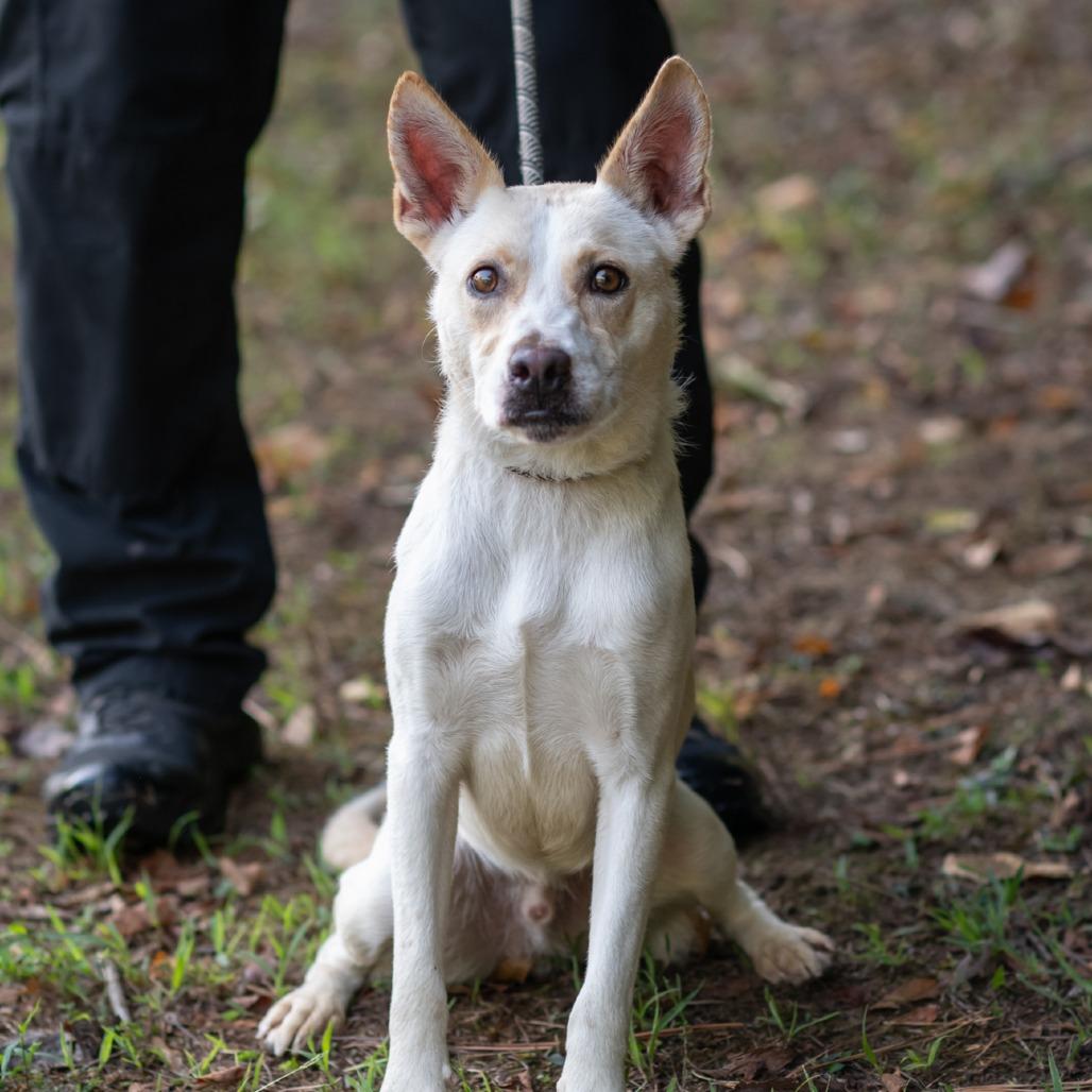 Enlarge GHOST-30493, a Adoptable mixed breed in Bartlett, TN image 2/4