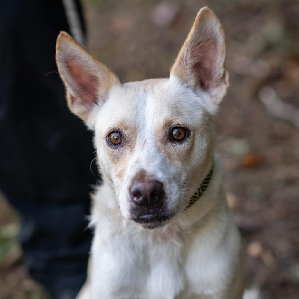 Enlarge GHOST-30493, a Adoptable mixed breed in Bartlett, TN image 3/4
