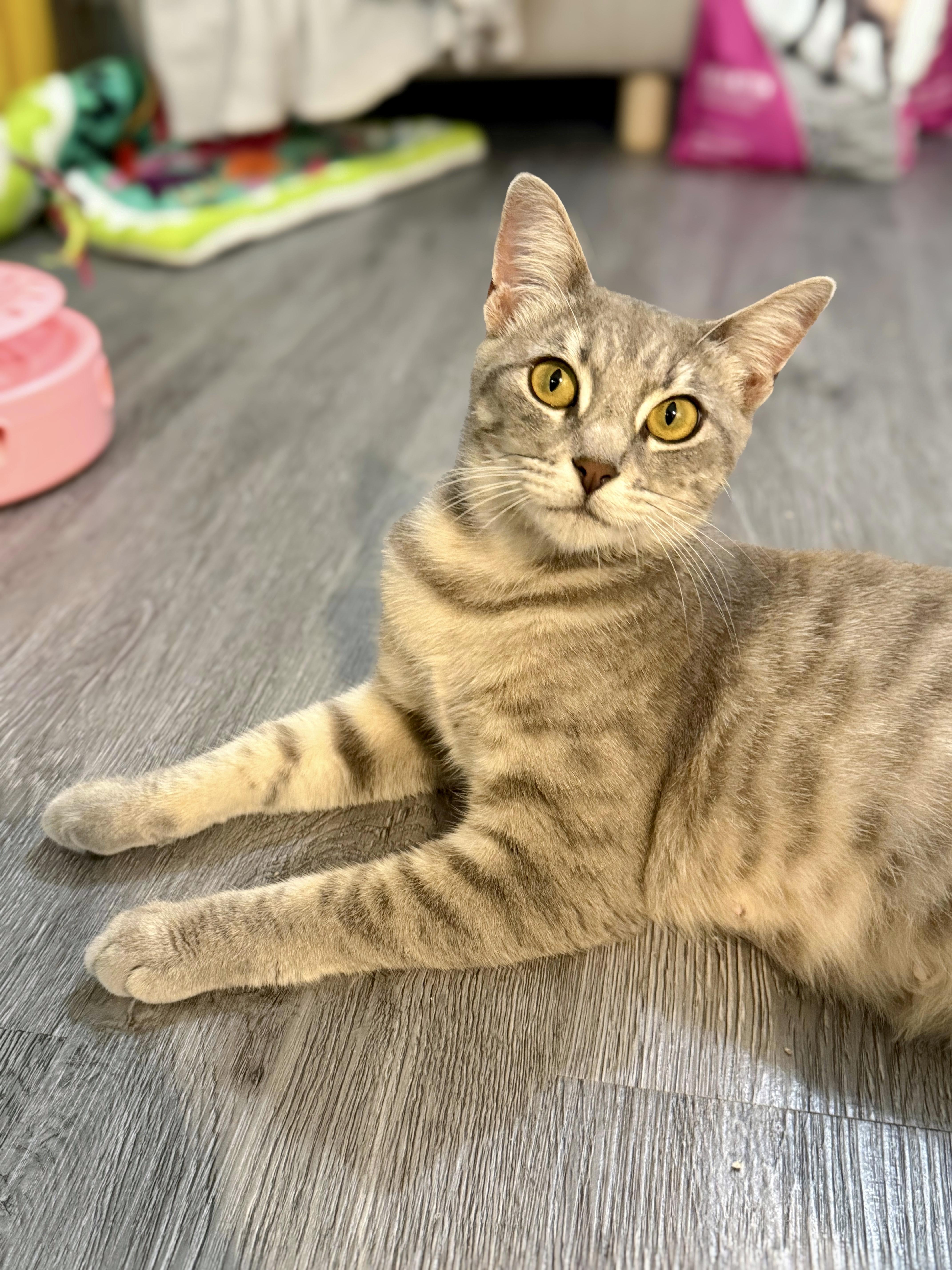 Gaia, Adoptable, Young Female Domestic Short Hair.