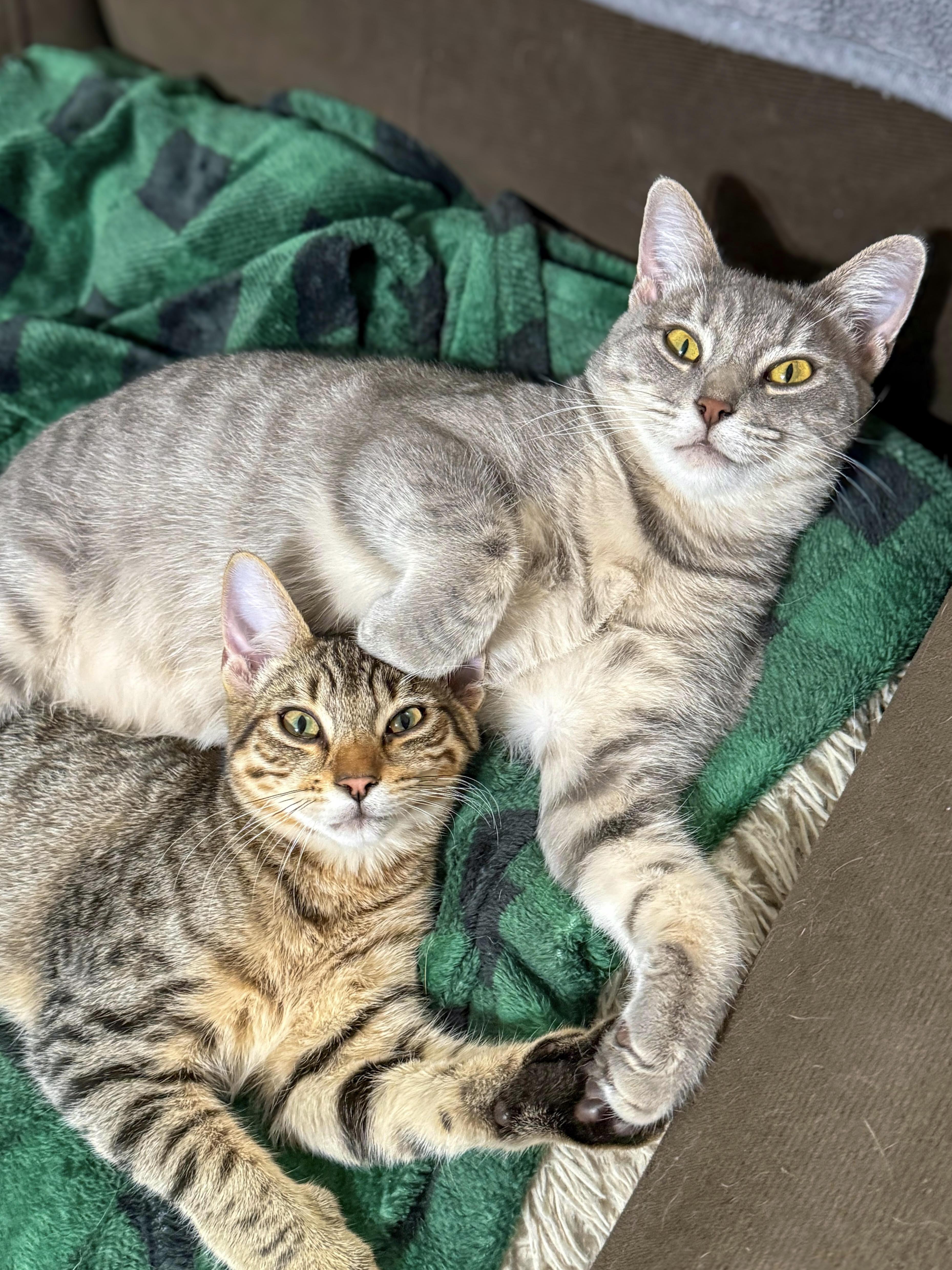 Enlarge Gaia, a Adoptable mixed breed in Vallejo, CA image 5/5