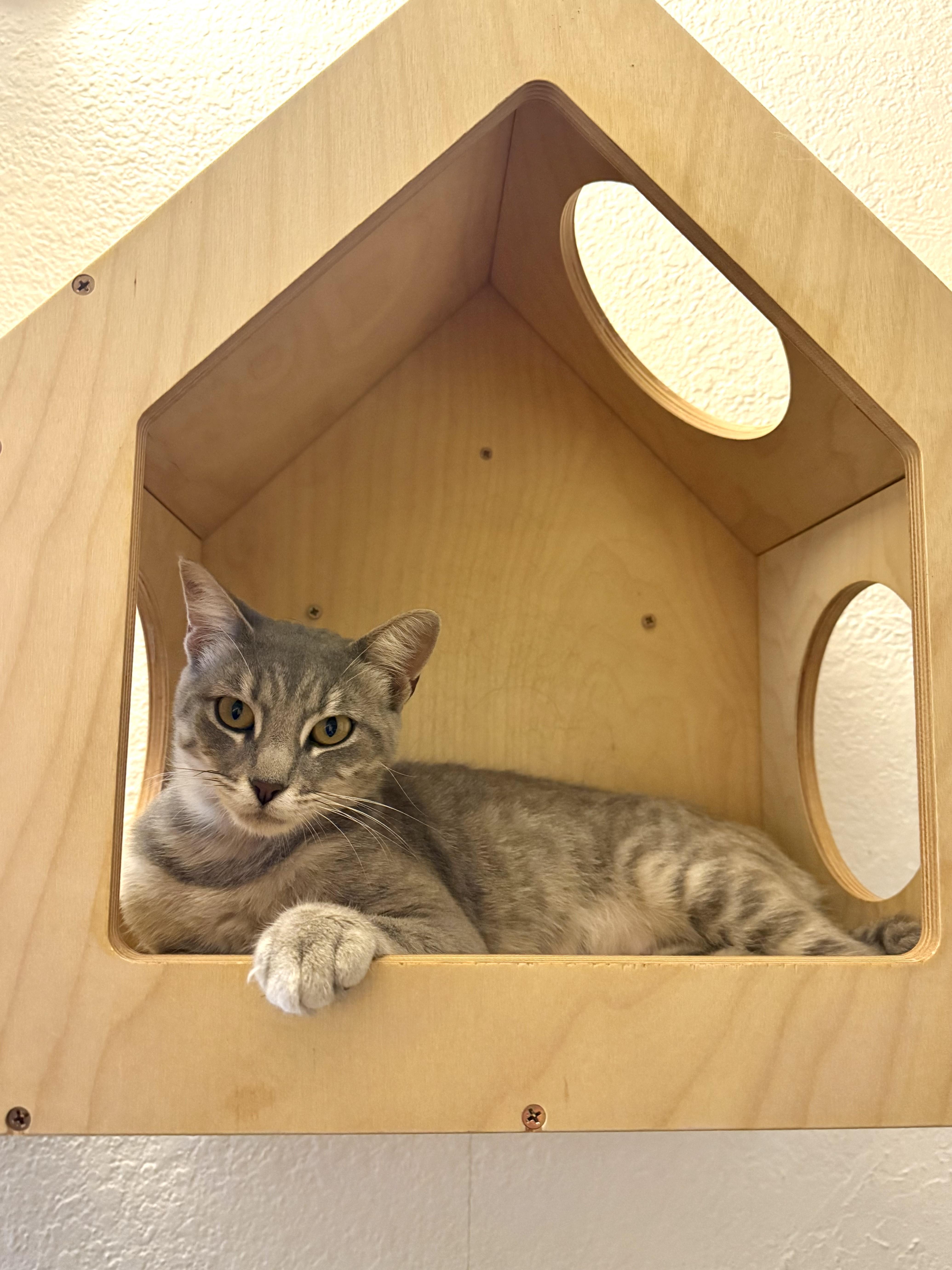 Gaia, a Adoptable mixed breed in Vallejo, CA image 2/3