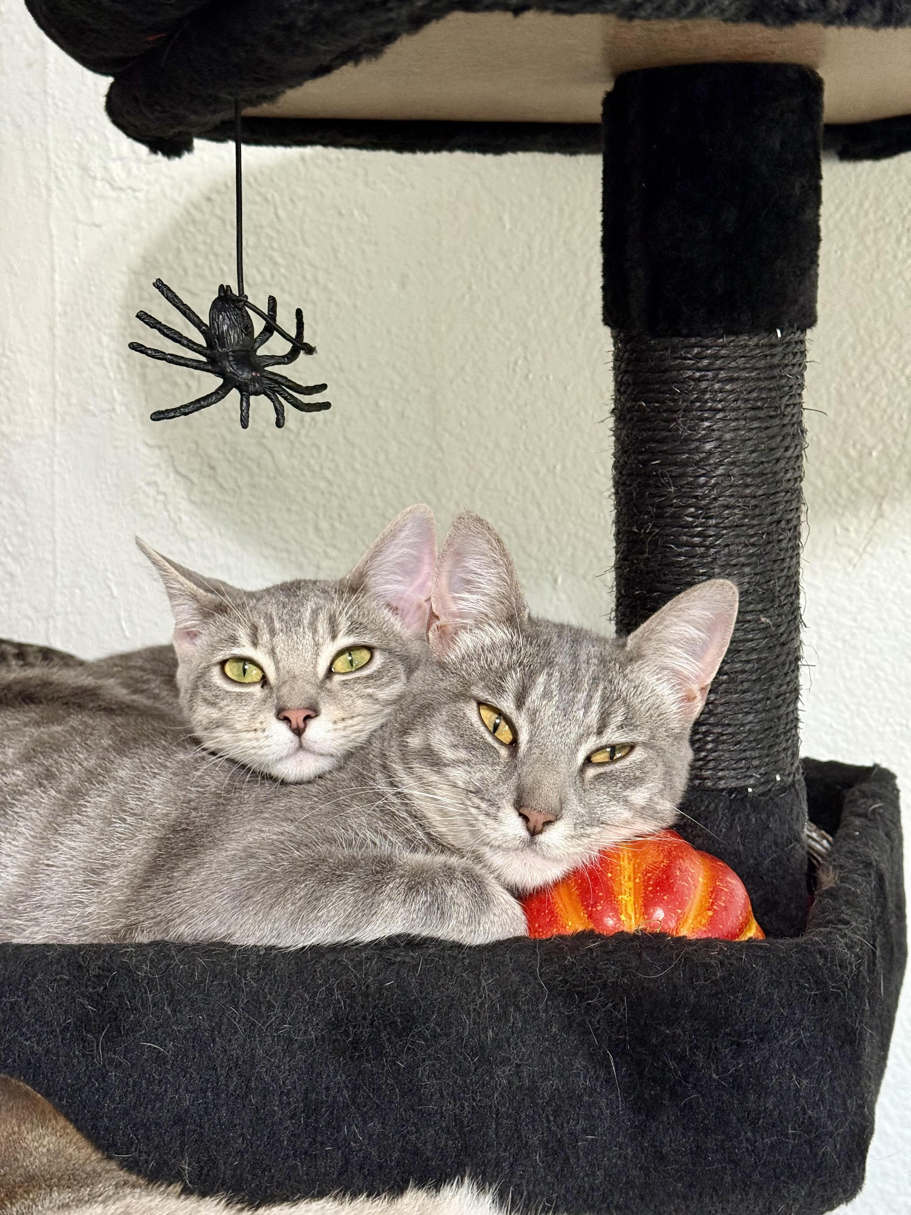 Enlarge Gaia, a Adoptable mixed breed in Vallejo, CA image 4/5