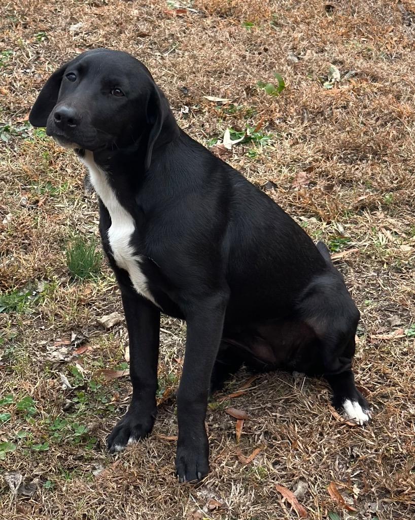 Enlarge Hailey, a Adoptable mixed breed in Rome, GA image 1/1