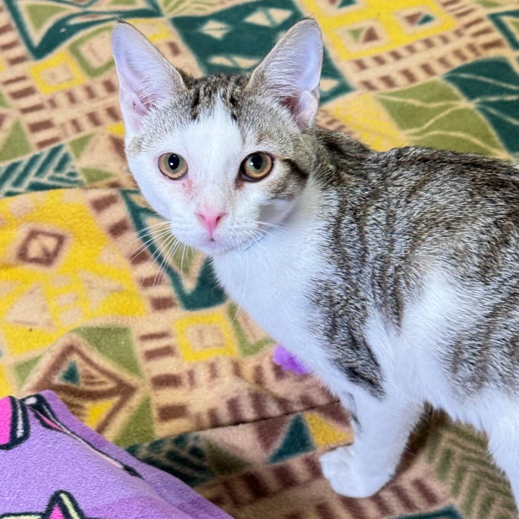 Enlarge Ghost, a Adoptable Domestic Short Hair in Franklin, NC image 2/4