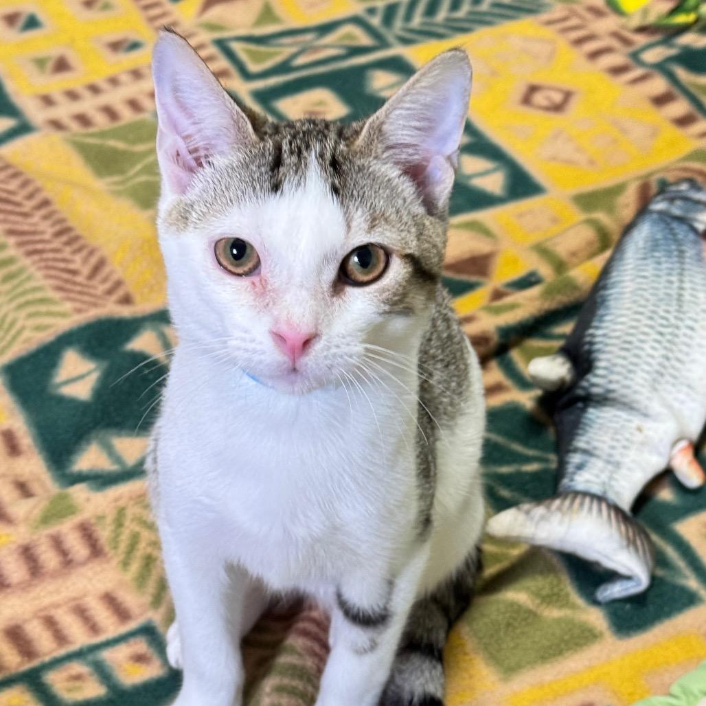 Enlarge Ghost, a Adoptable Domestic Short Hair in Franklin, NC image 3/4