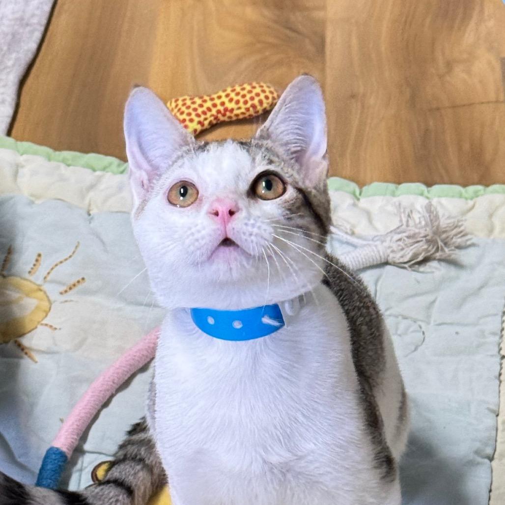 Enlarge Ghost, a Adoptable Domestic Short Hair in Franklin, NC image 4/4