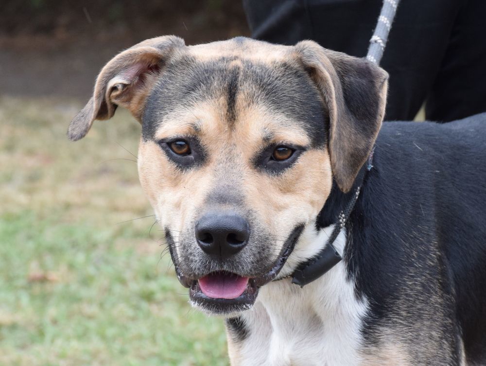 Enlarge Kirby, a Adoptable mixed breed in Anniston, AL image 1/5