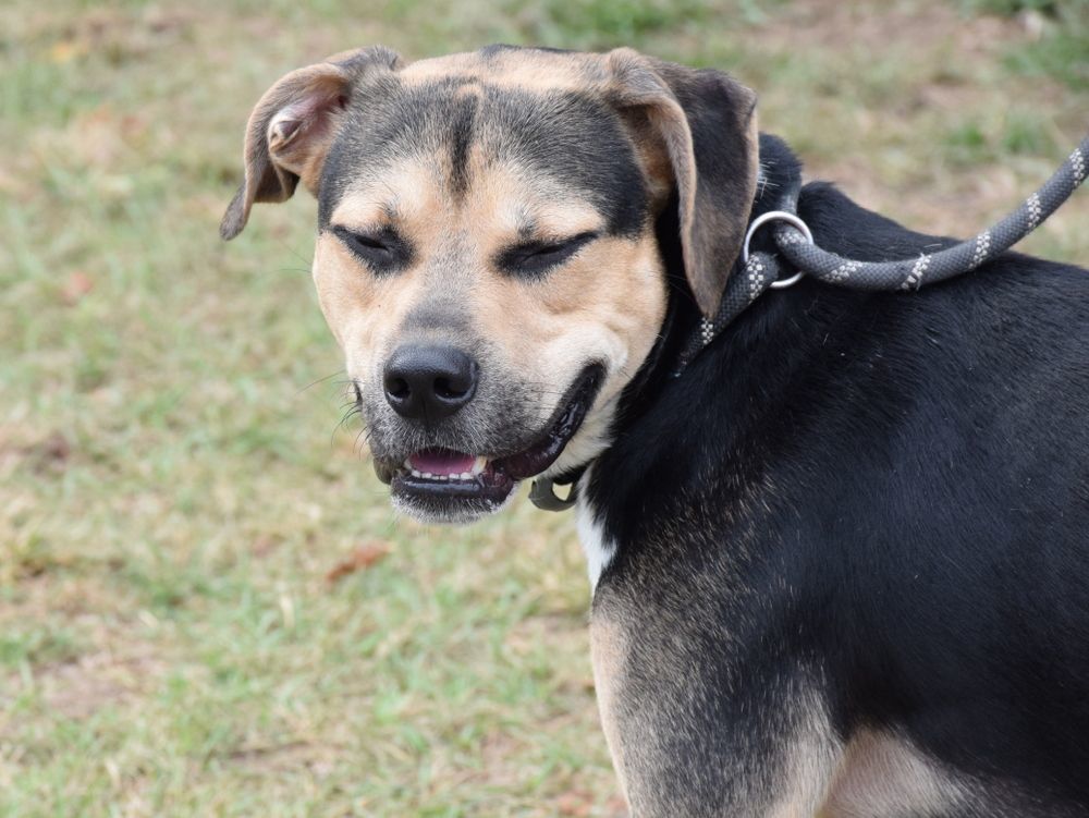 Enlarge Kirby, a Adoptable mixed breed in Anniston, AL image 2/5