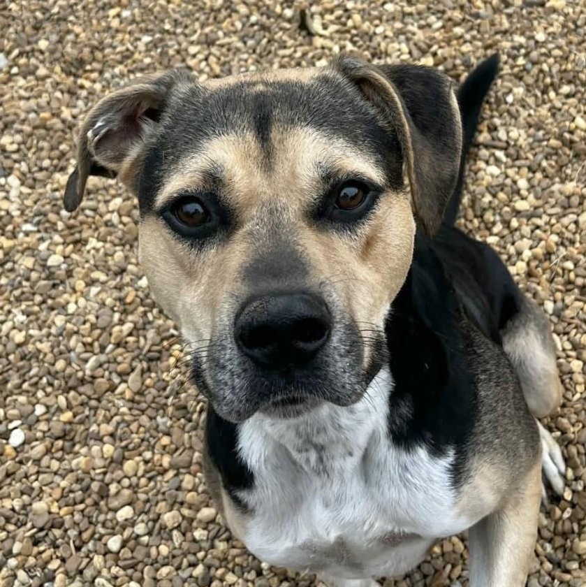 Kirby, Adoptable, Adult Male Hound.