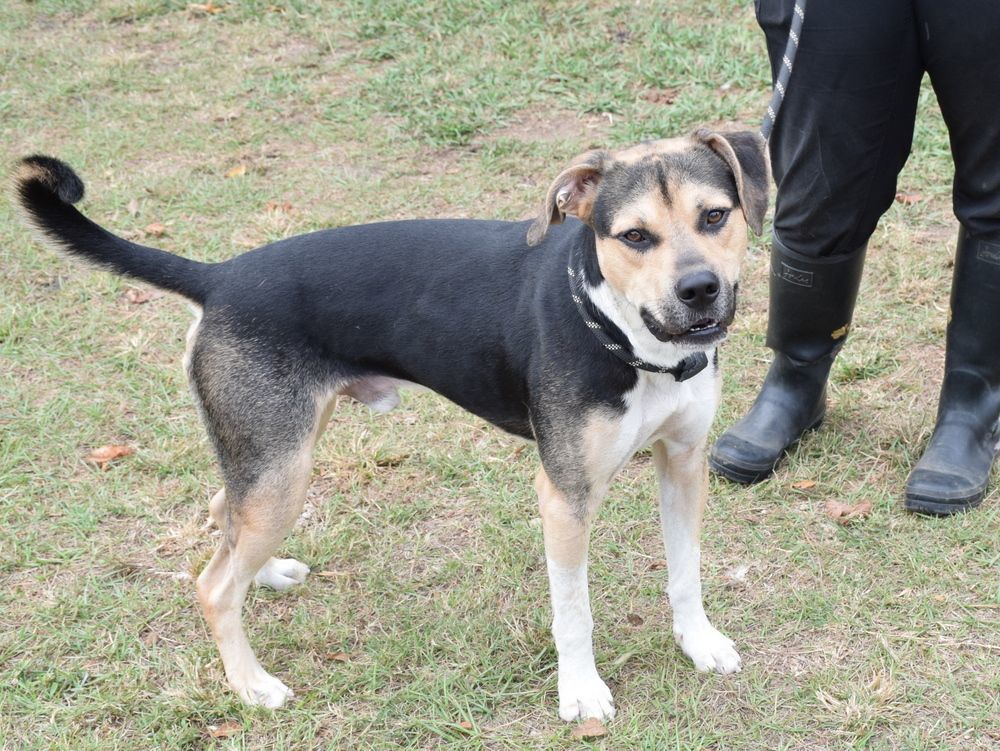 Enlarge Kirby, a Adoptable mixed breed in Anniston, AL image 3/5