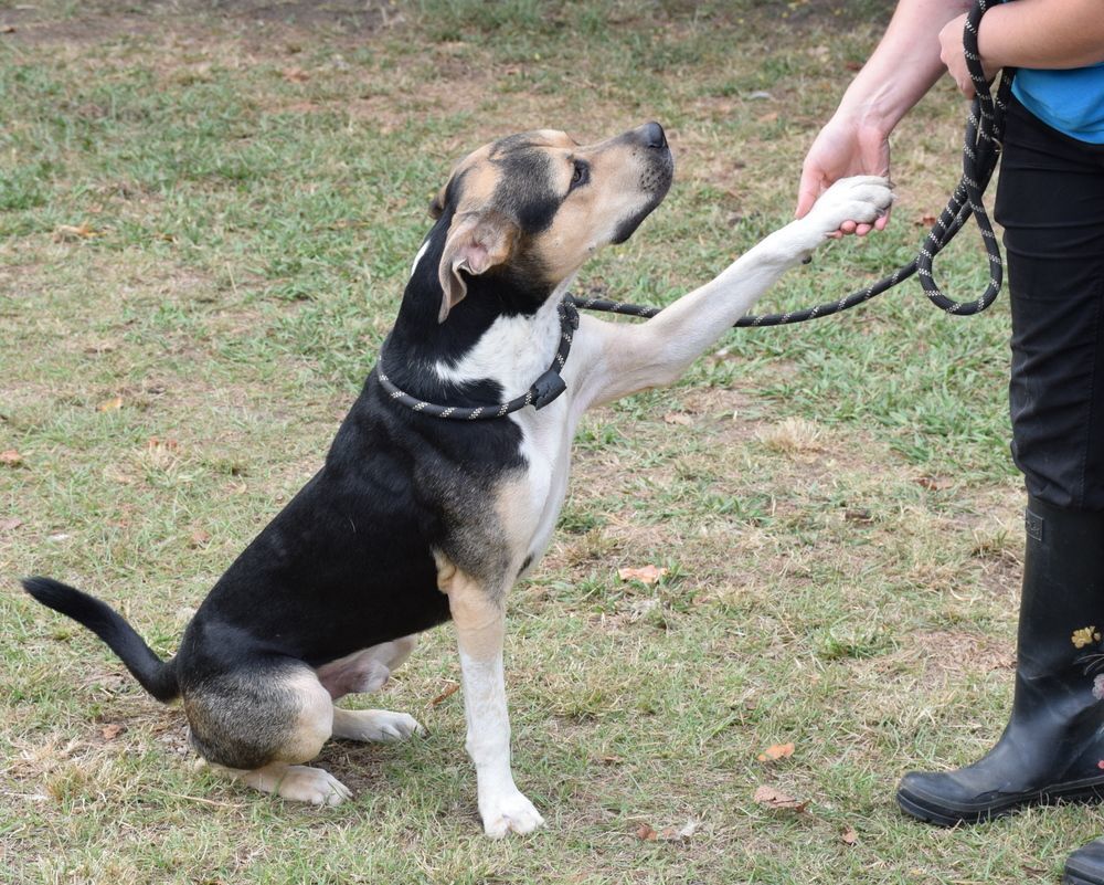 Enlarge Kirby, a Adoptable mixed breed in Anniston, AL image 4/5