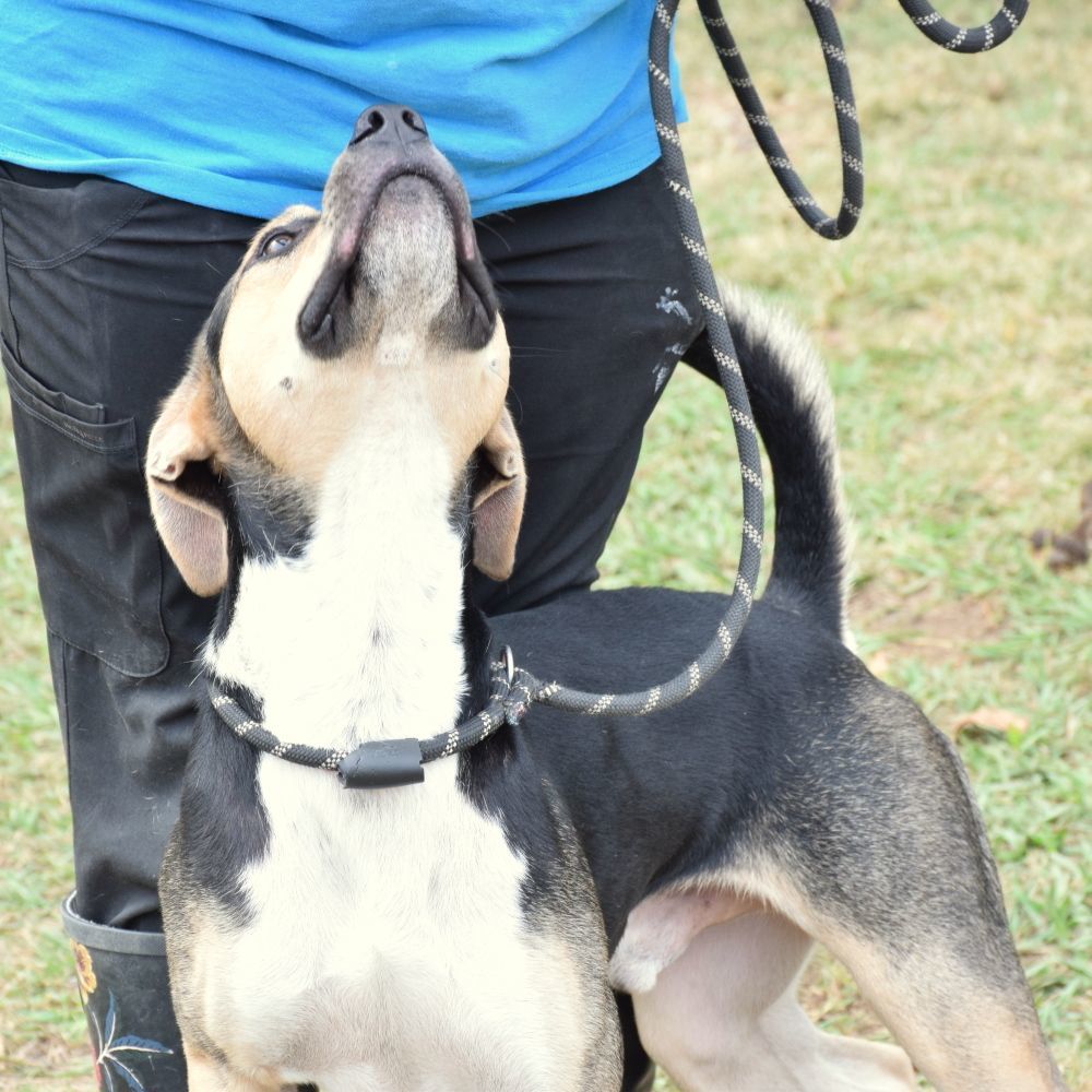 Enlarge Kirby, a Adoptable mixed breed in Anniston, AL image 5/5