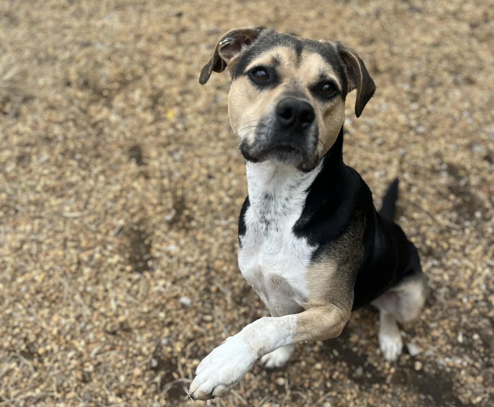 Enlarge Kirby, a Adoptable mixed breed in Anniston, AL image 4/6
