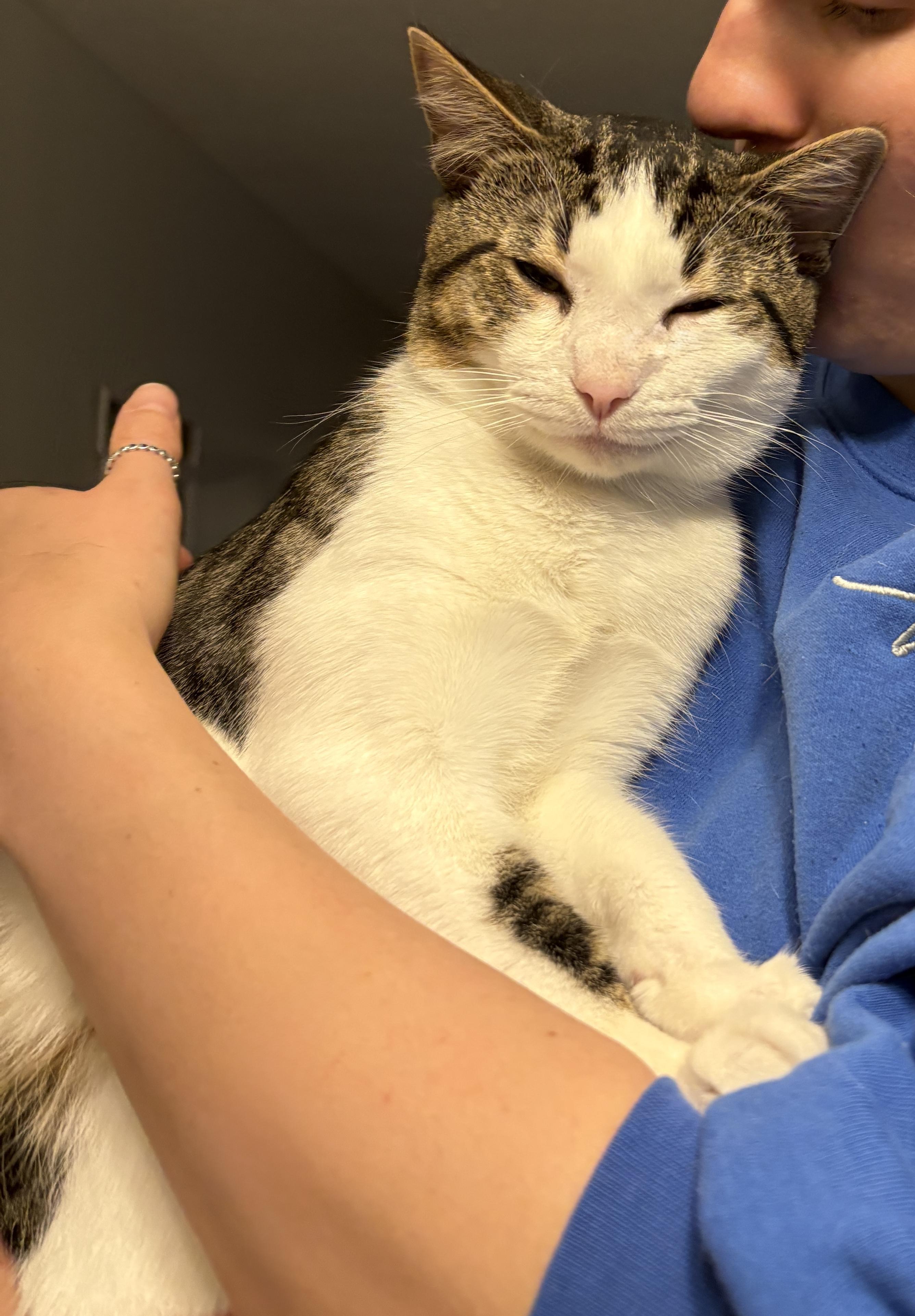 MILLER, a Adoptable Domestic Short Hair in Tillsonburg, ON image 3/6