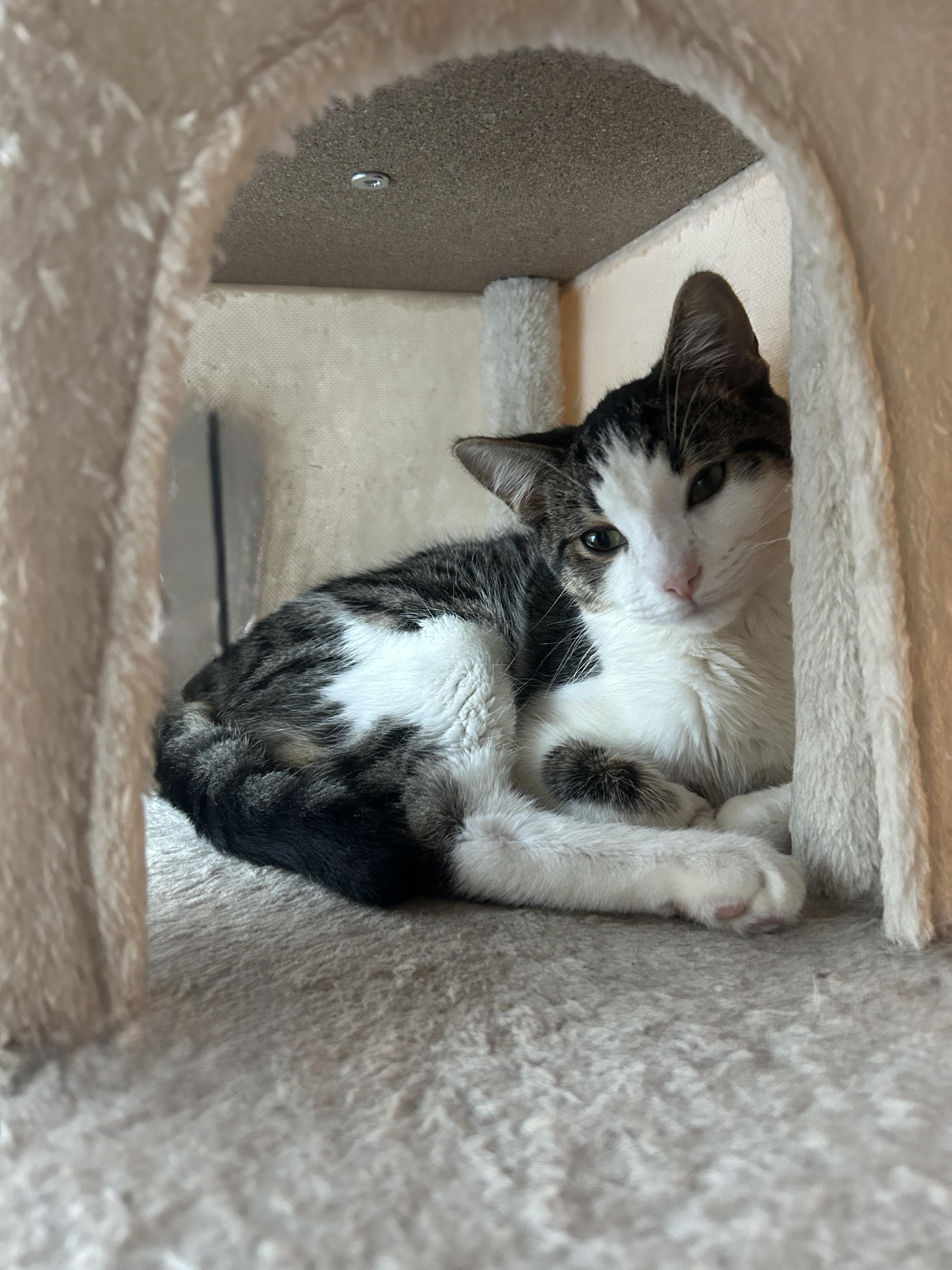 MILLER, a Adoptable Domestic Short Hair in Tillsonburg, ON image 6/6