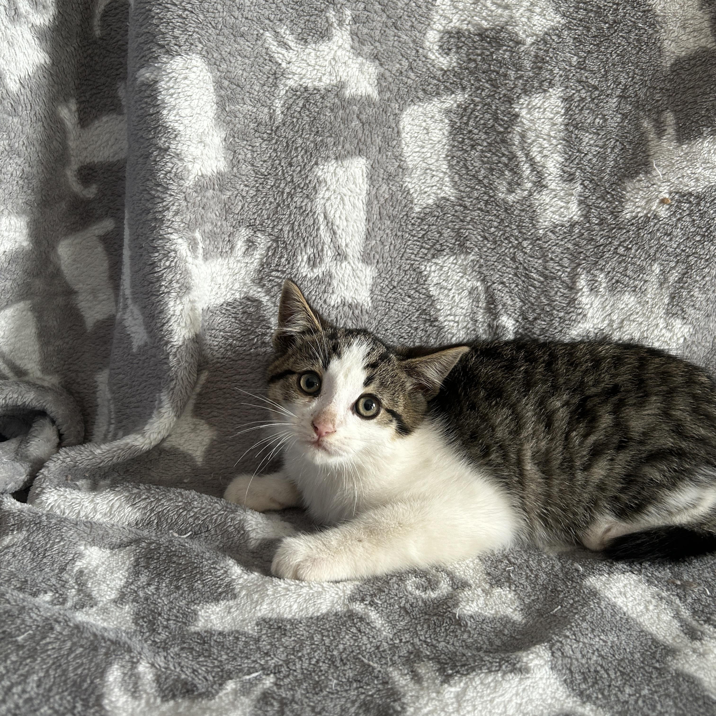 MILLER, a Adoptable Domestic Short Hair in Tillsonburg, ON image 2/6