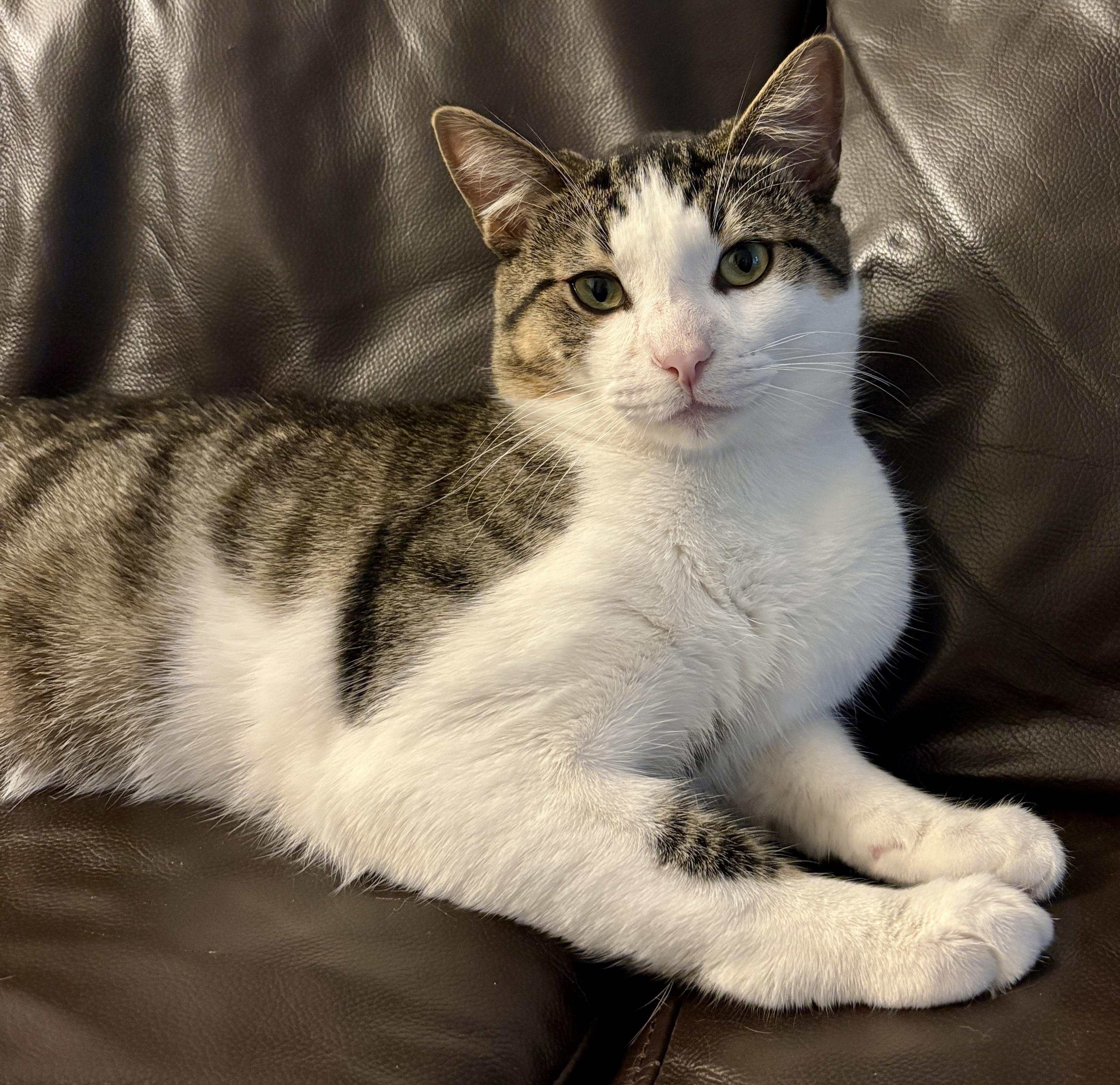 MILLER, a Adoptable Domestic Short Hair in Tillsonburg, ON image 1/6
