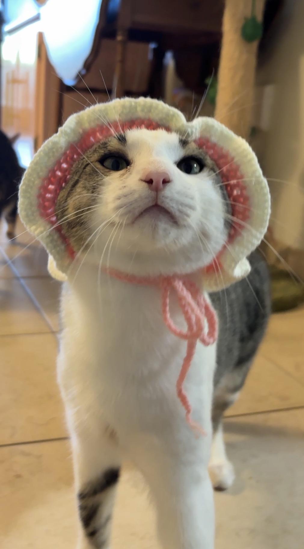 Enlarge MILLER, a Adoptable Domestic Short Hair in Tillsonburg, ON image 1/6