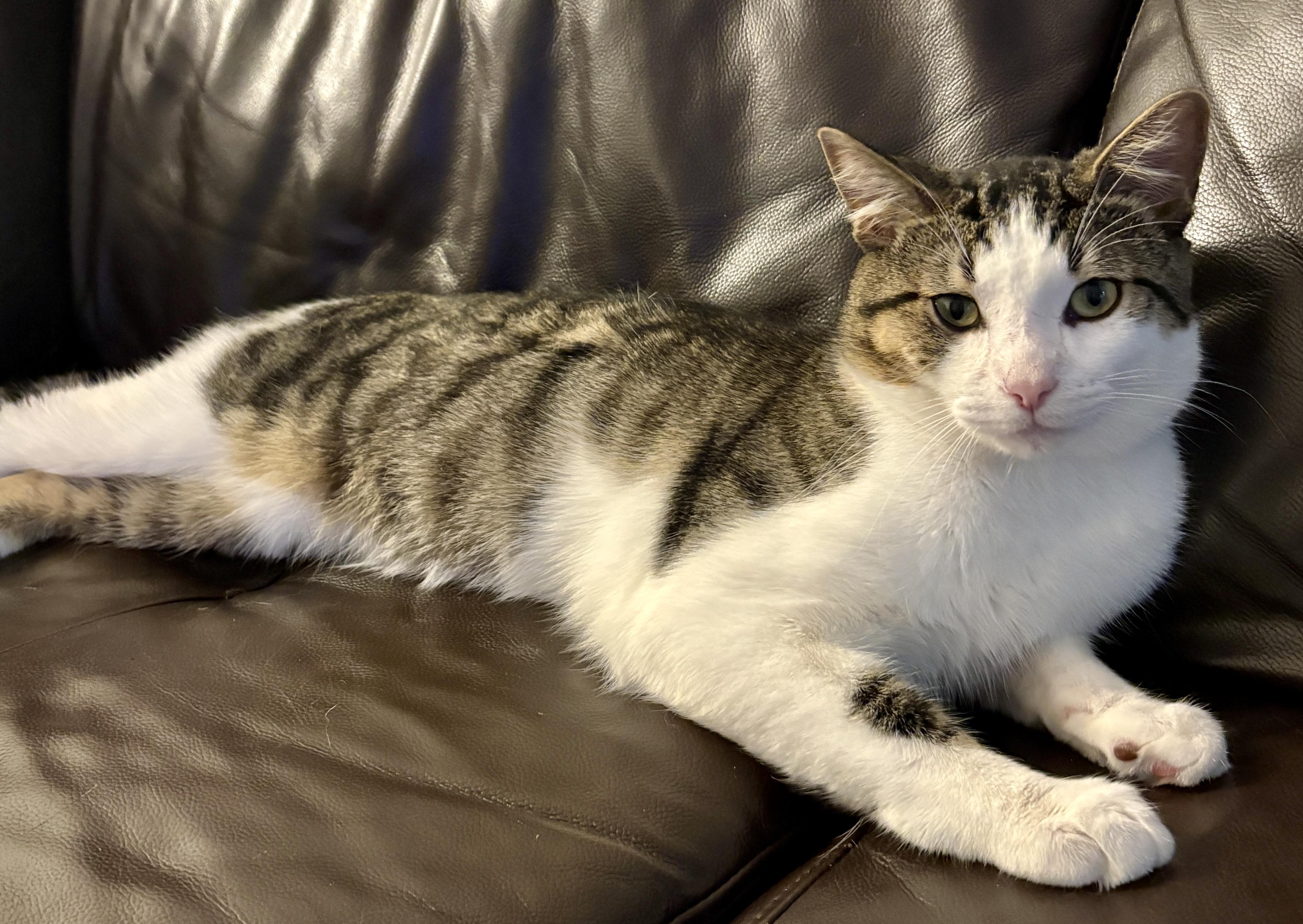 MILLER, a Adoptable Domestic Short Hair in Tillsonburg, ON image 5/6