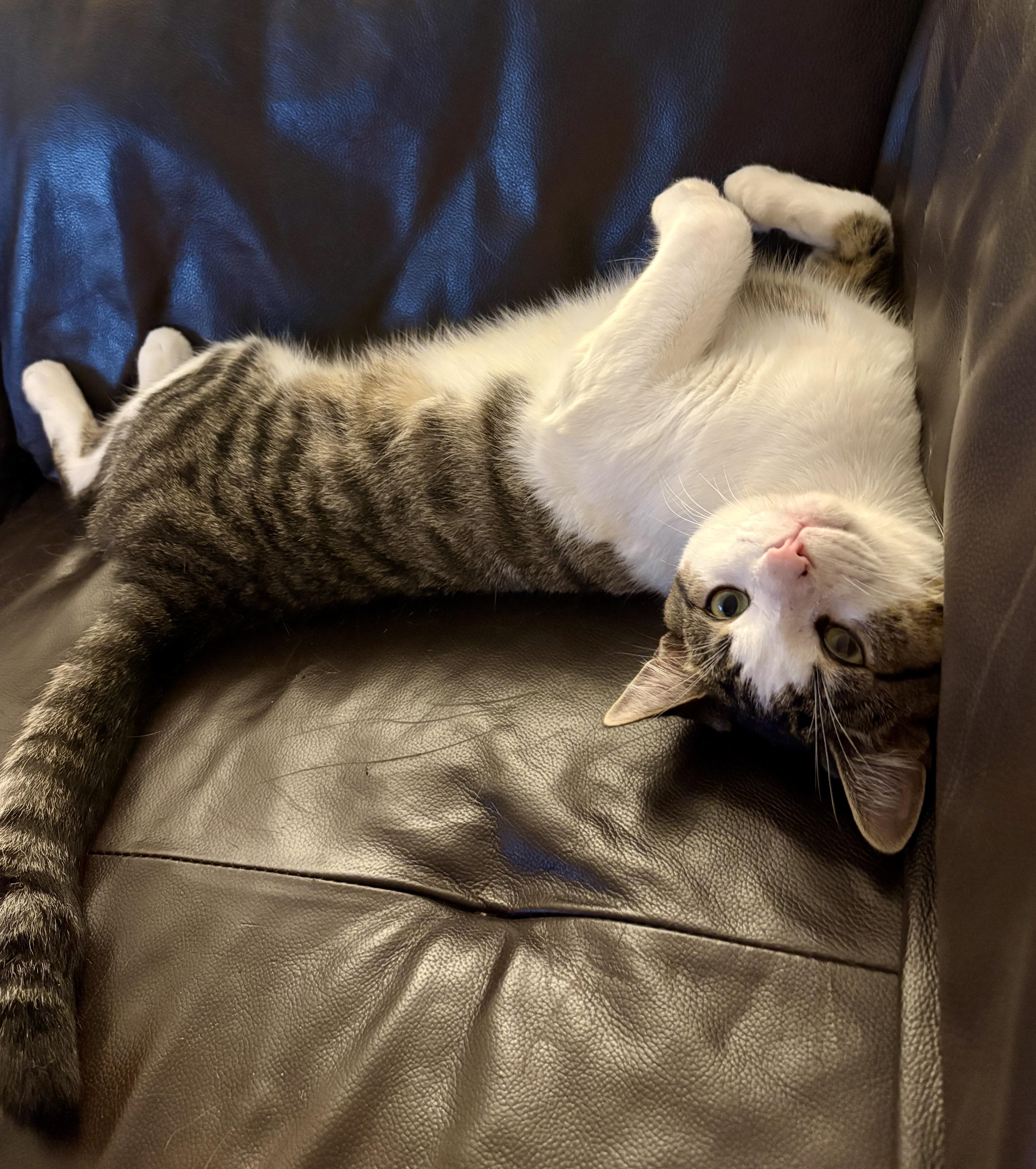MILLER, a Adoptable Domestic Short Hair in Tillsonburg, ON image 4/6