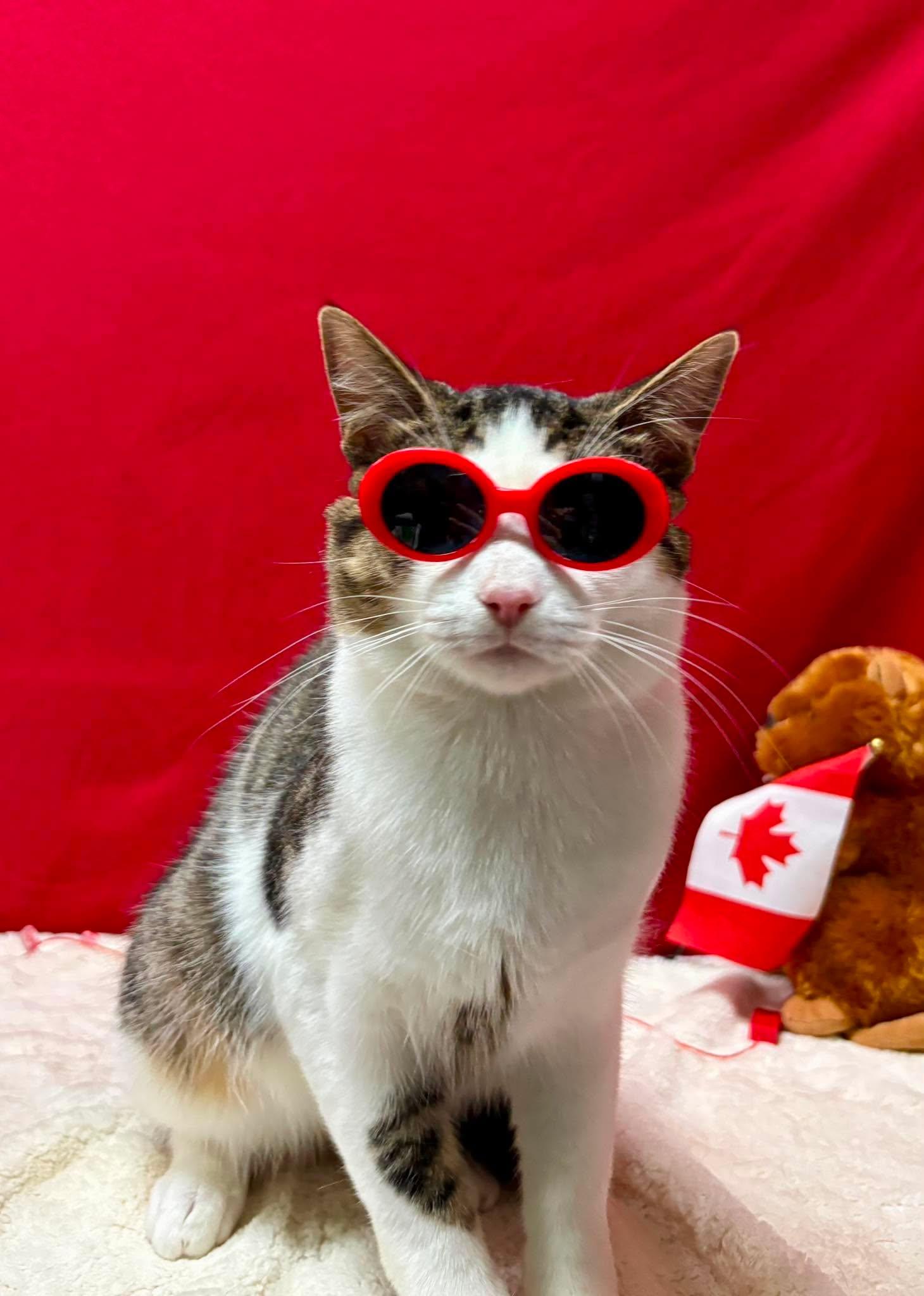 Enlarge MILLER, a Adoptable Domestic Short Hair in Tillsonburg, ON image 2/6