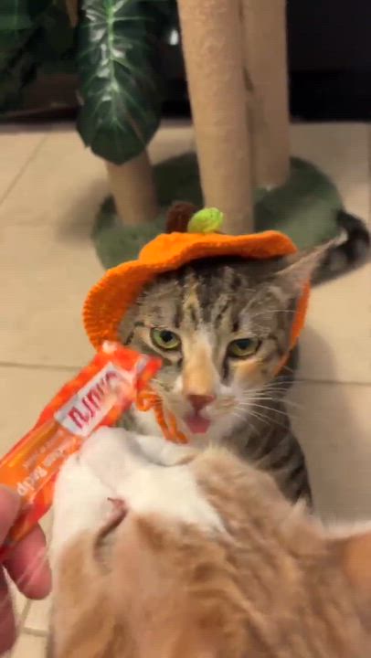 Enlarge MILLER, a Adoptable Domestic Short Hair in Tillsonburg, ON video 6/6
