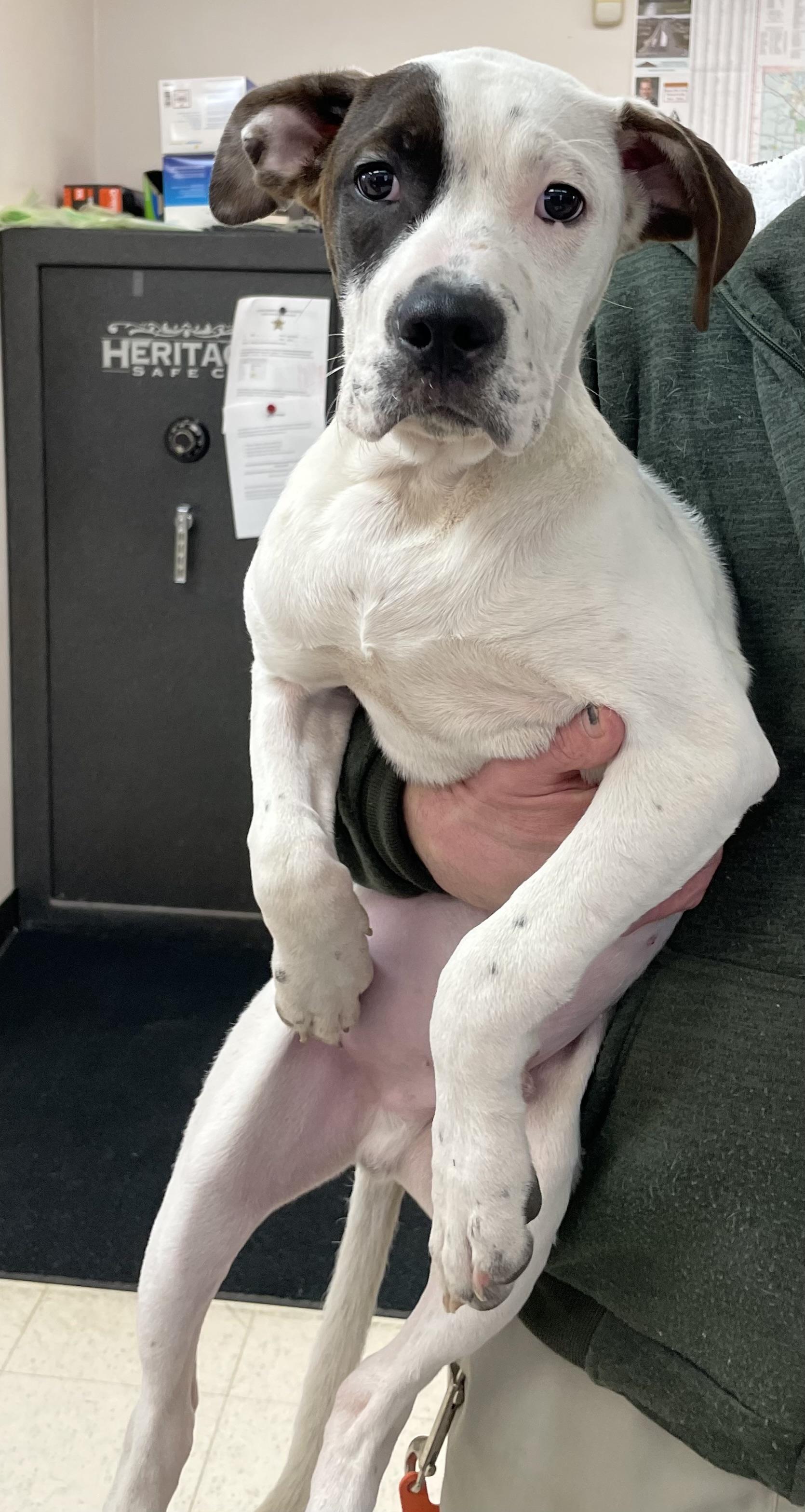 Enlarge Pudge ADOPTED, an adopted American Bully in Canton, OH image 3/3