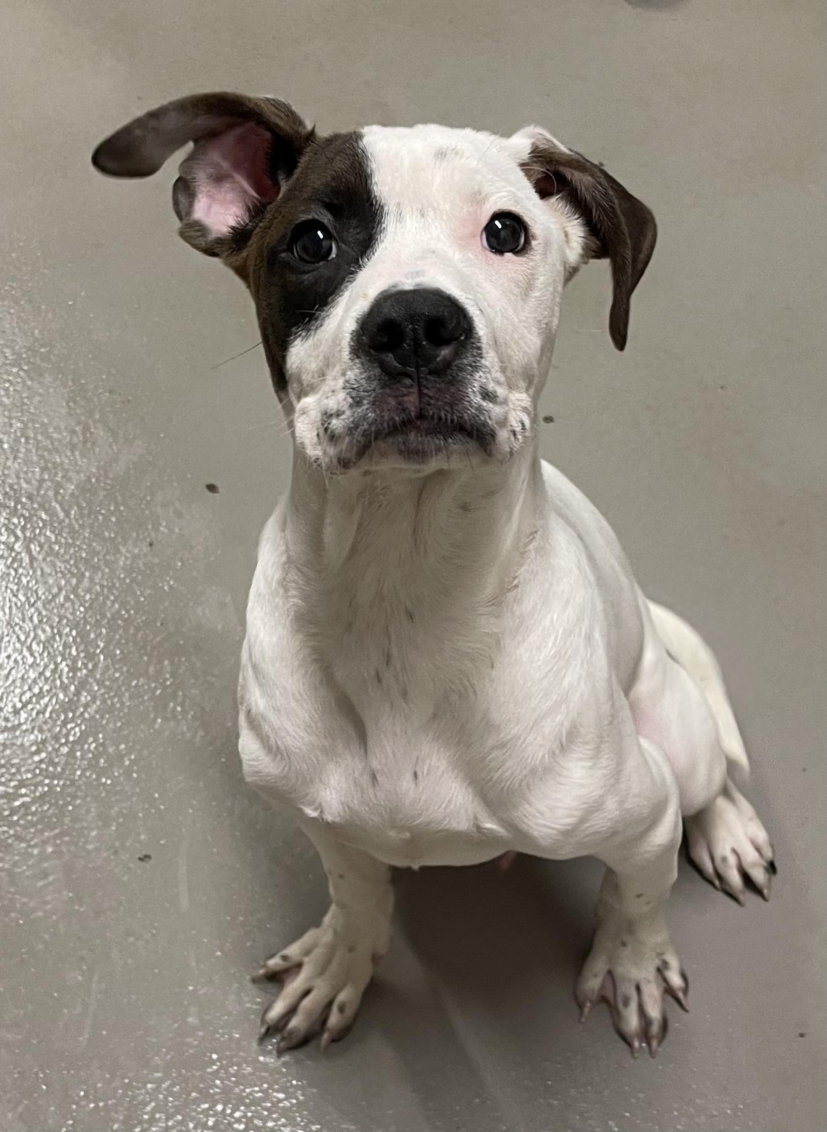 Enlarge Pudge ADOPTED, an adopted American Bully in Canton, OH image 2/3