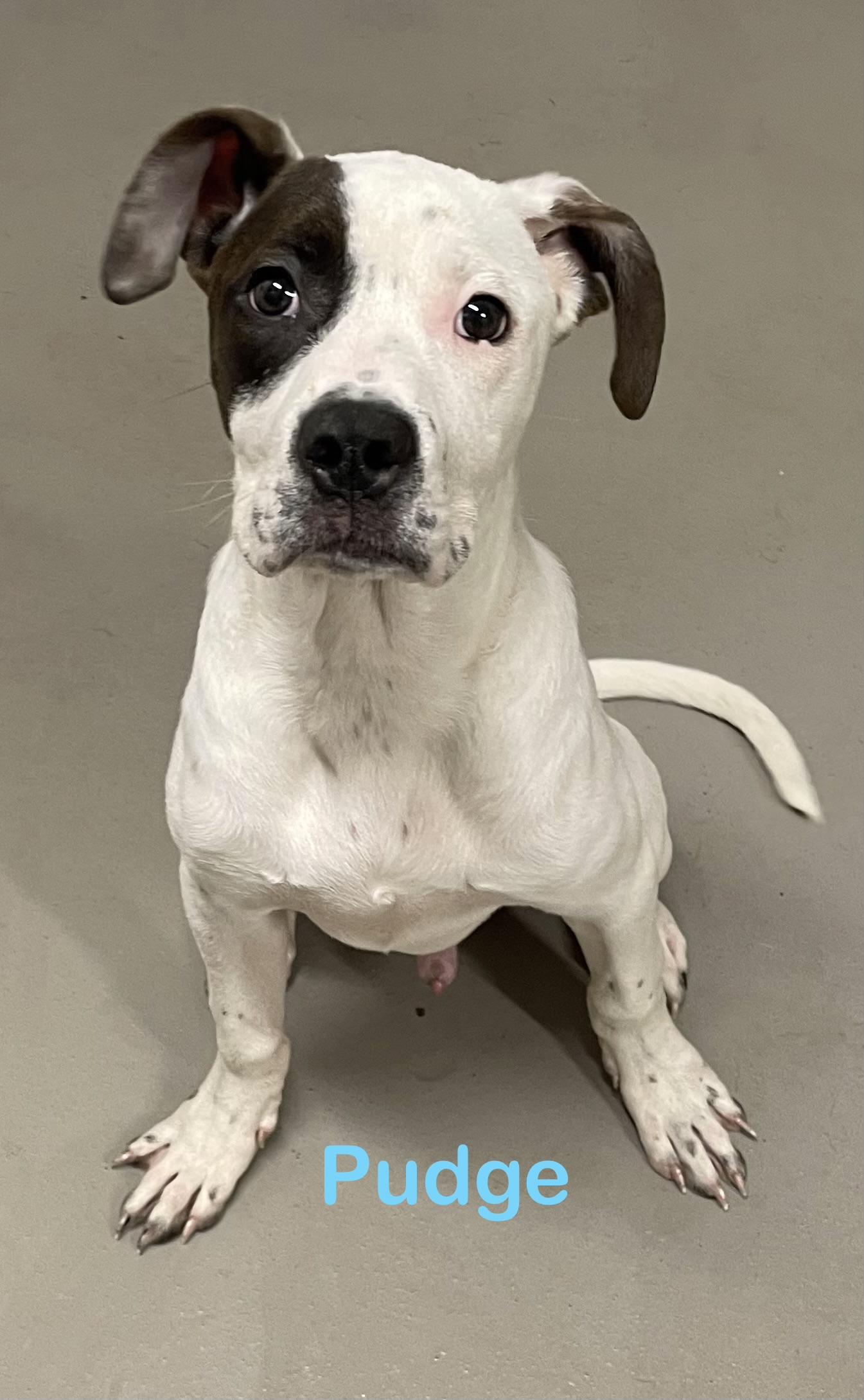 Pudge ADOPTED, adopted, Young Male American Bully.